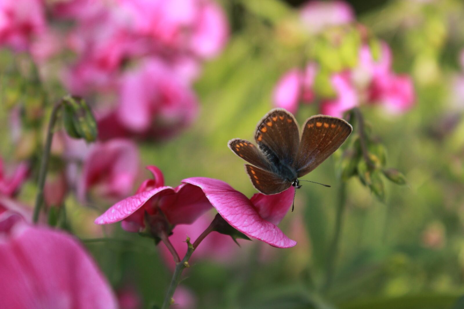 Canon EOS 1300D (EOS Rebel T6 / EOS Kiss X80) sample photo. Butterfly, vetches, flowers photography