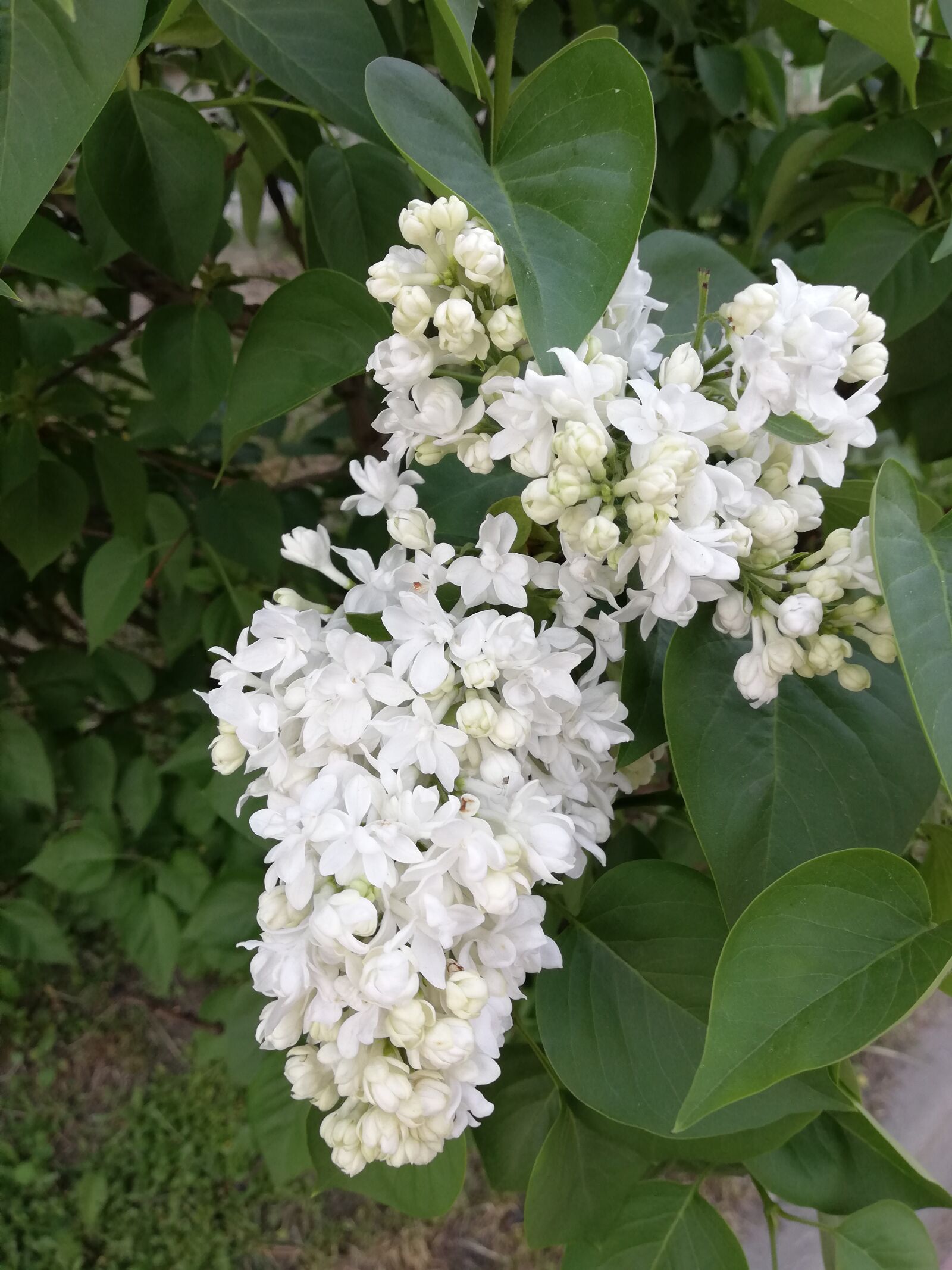 HUAWEI P20 lite sample photo. Lilac, flowers, nature photography