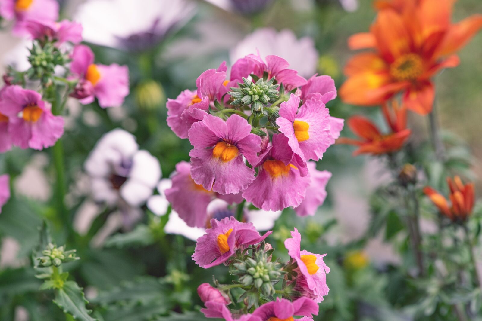 Nikon D750 sample photo. Flowers, colorful, garden photography