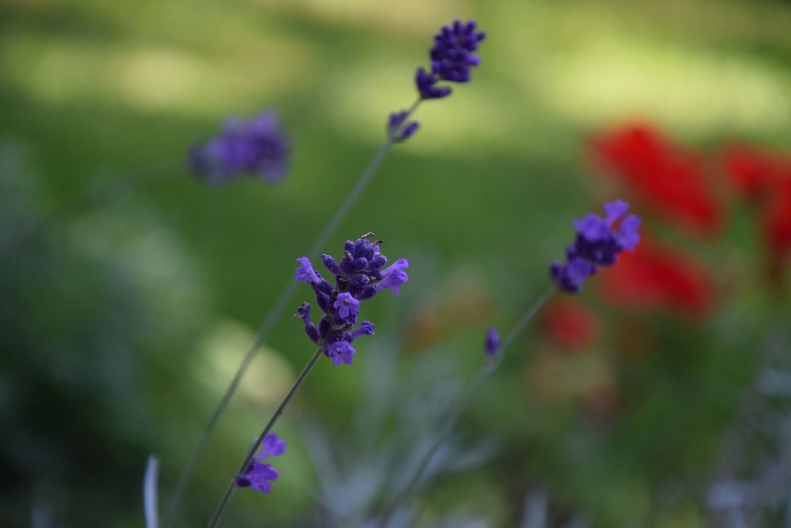 Nikon D5300 sample photo. Nature, landscape, flower photography
