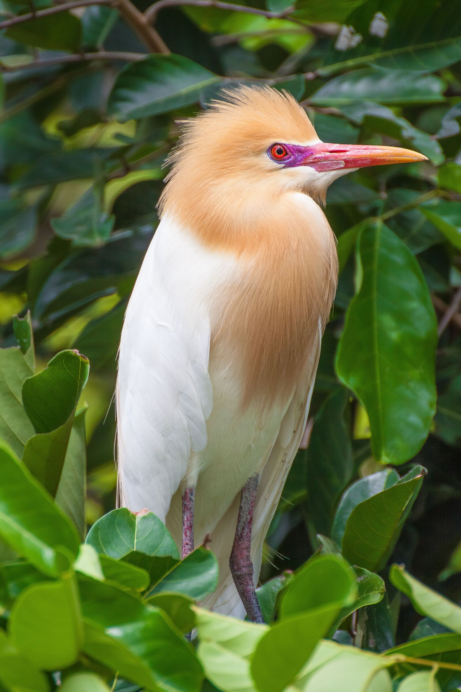 Canon EOS 50D sample photo. Bird, petulubali, bali photography