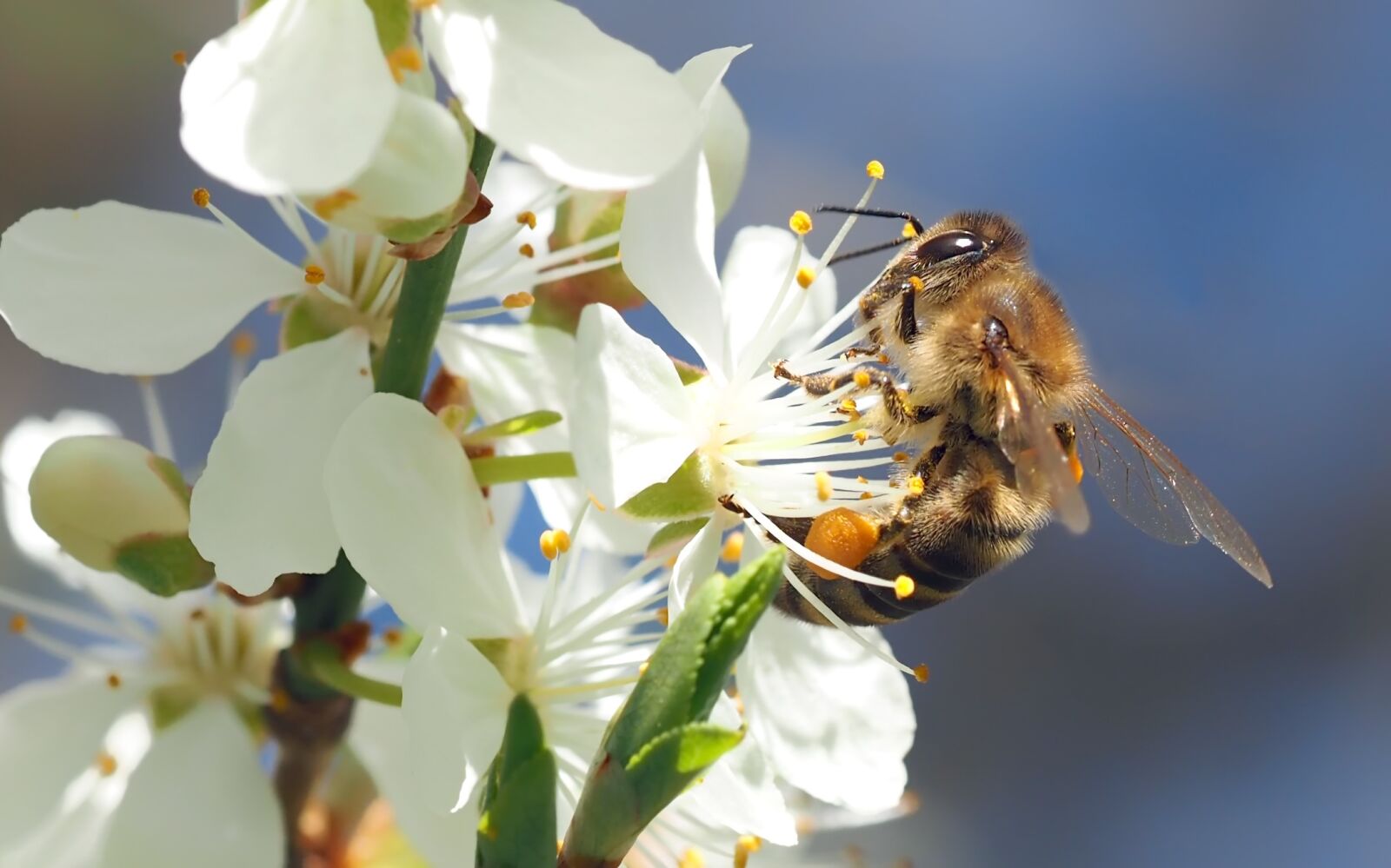 Olympus M.Zuiko Digital ED 60mm F2.8 Macro sample photo. Bee on cherry blossom photography