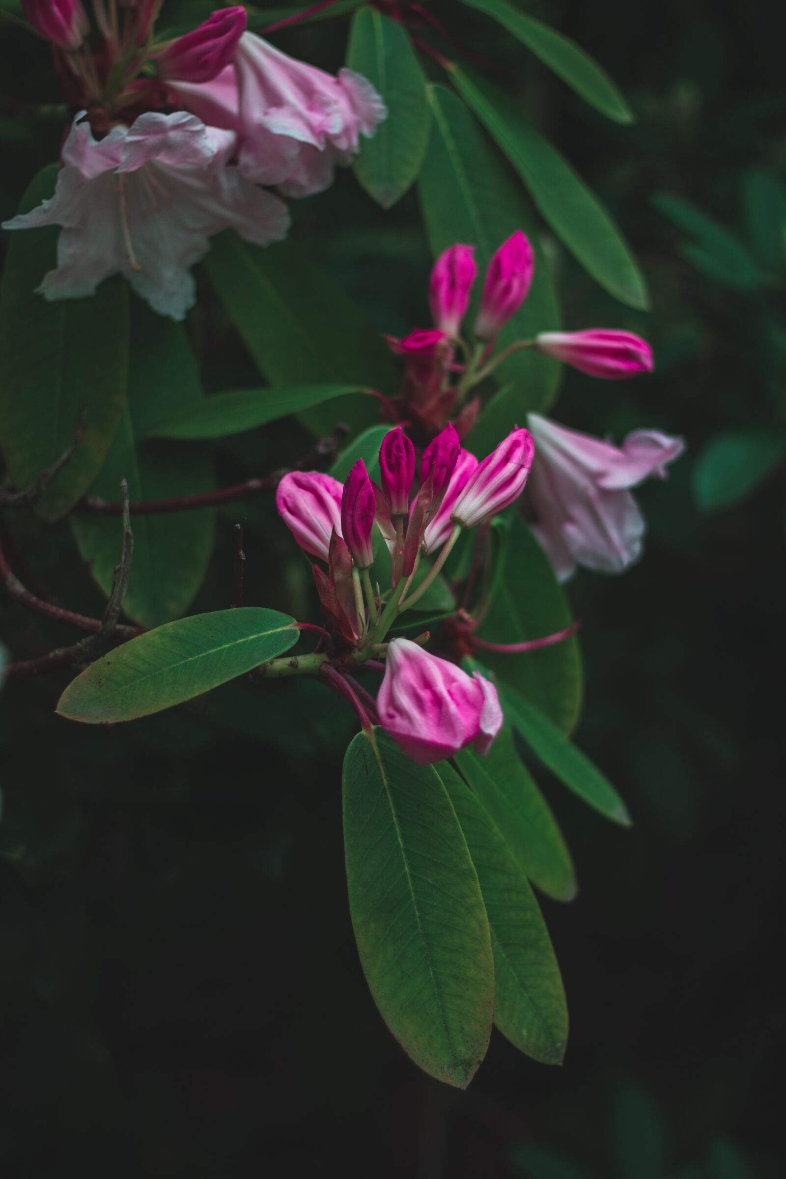 Canon EOS 750D (EOS Rebel T6i / EOS Kiss X8i) sample photo. Nature, blossom, bud photography