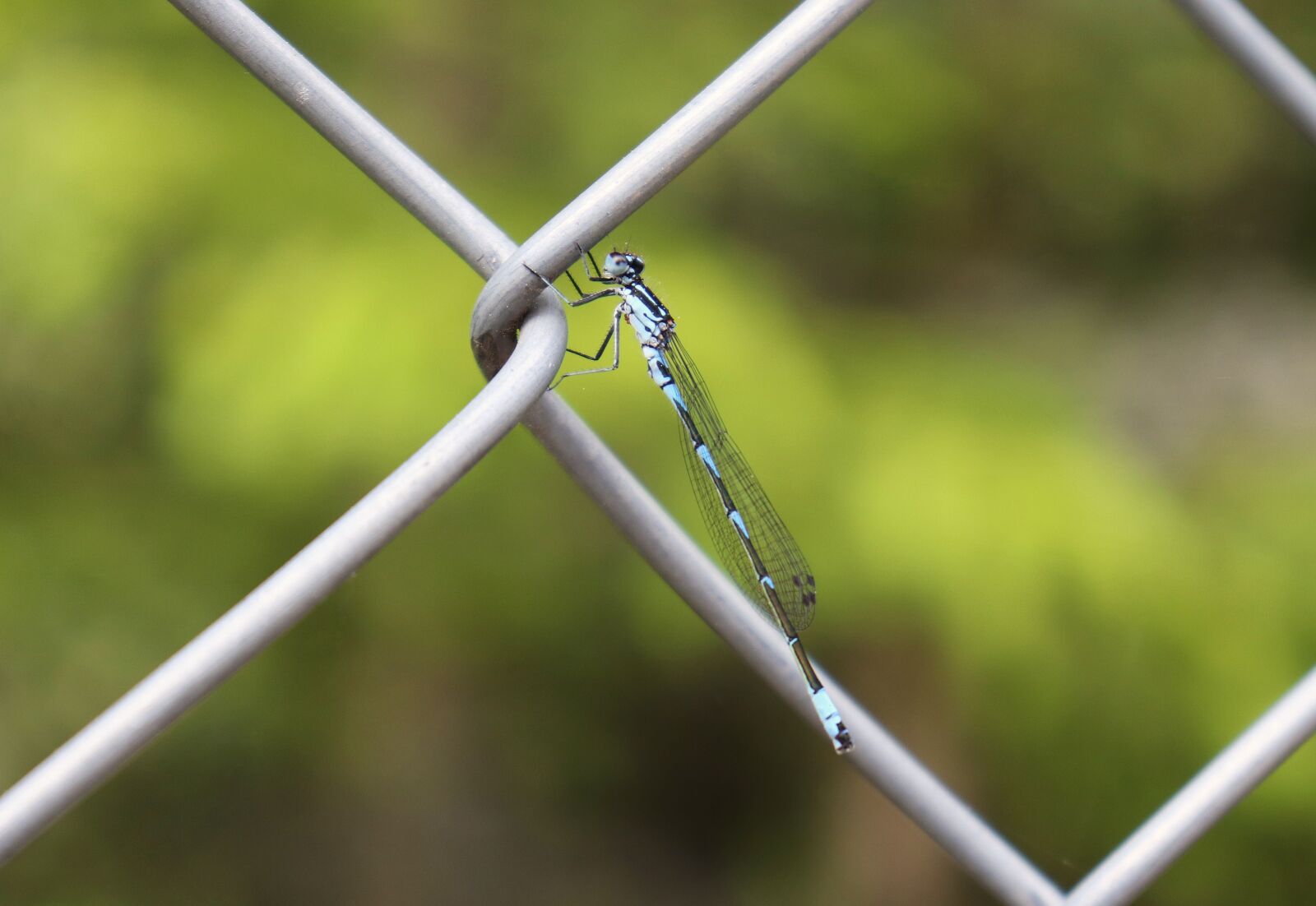 Canon EOS 77D (EOS 9000D / EOS 770D) sample photo. Dragonfly, spring dragonfly, small photography