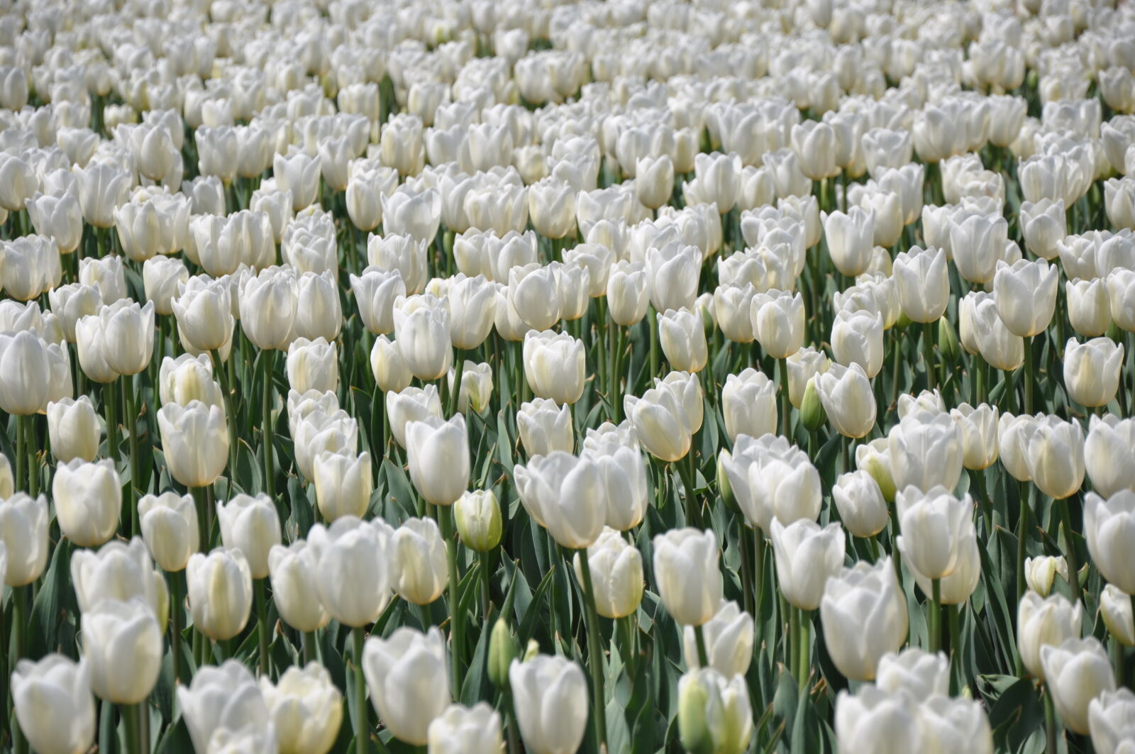 Nikon D90 sample photo. Flowers, white, tulips photography