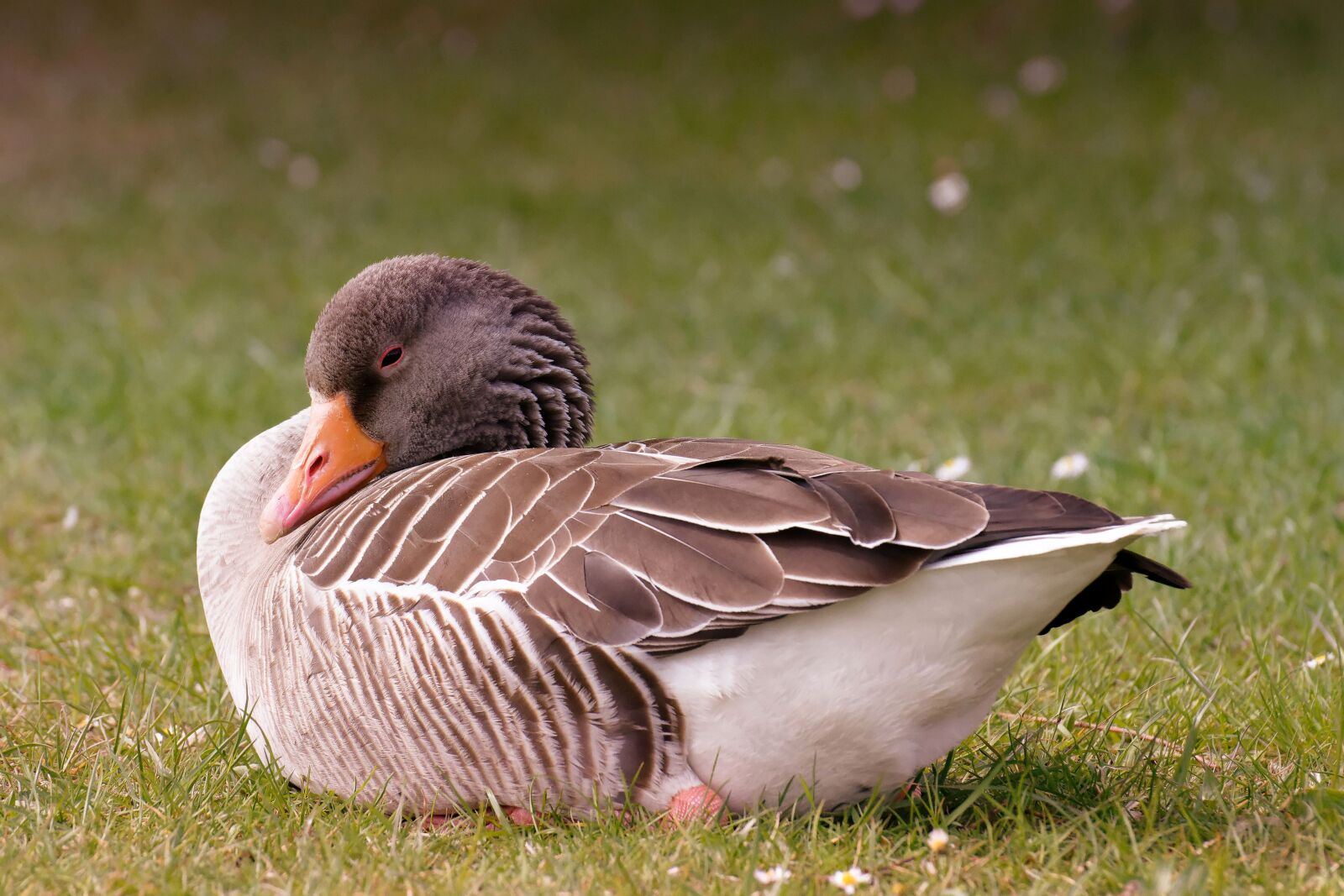 Nikon D7200 sample photo. Goose, water bird, swim photography