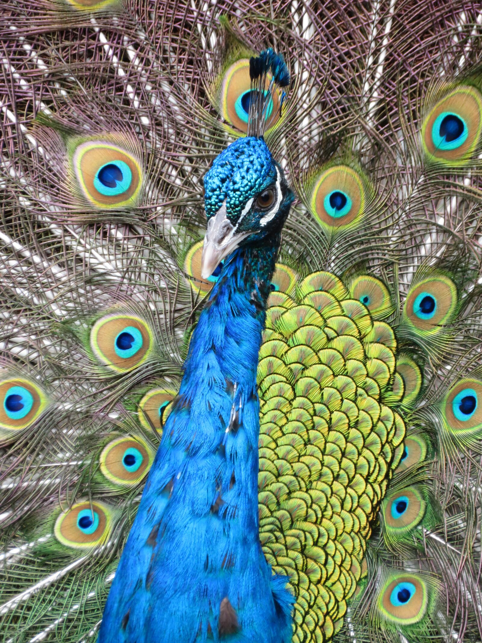 Canon PowerShot SX720 HS sample photo. Peacock, bird, colorful photography