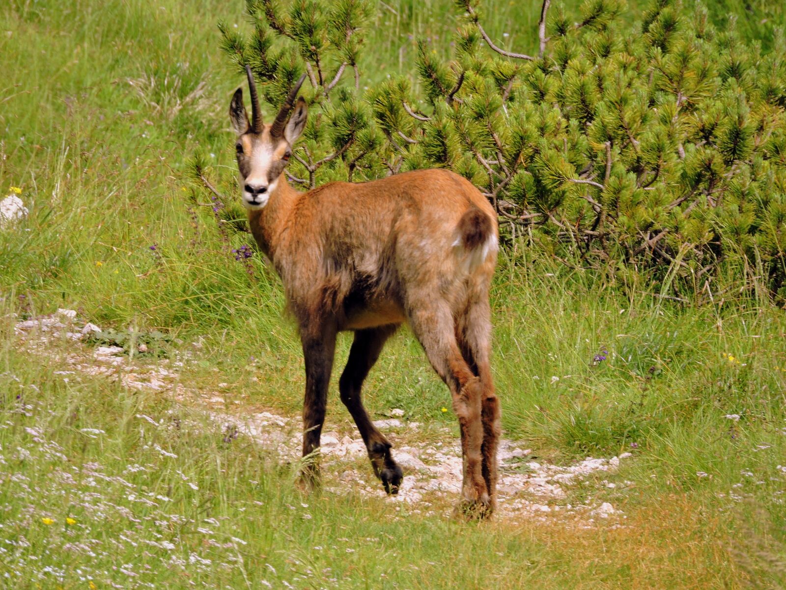 Nikon Coolpix P600 sample photo. Chamois, trail, mountain photography
