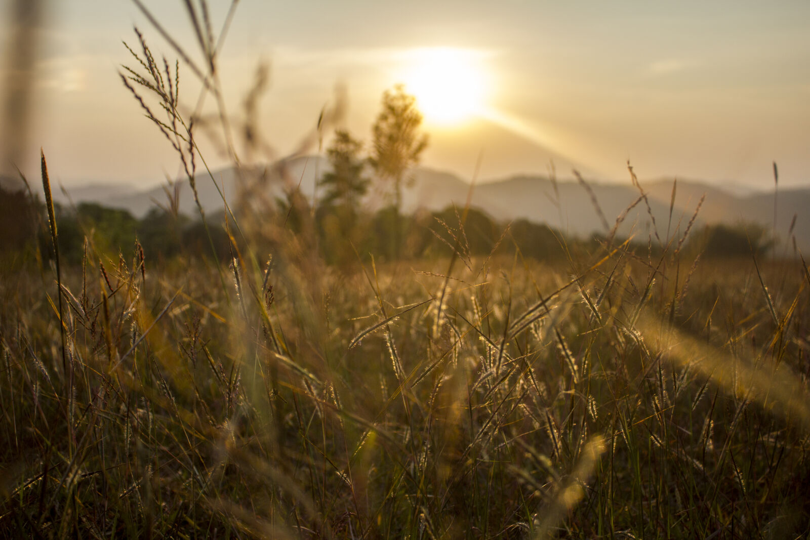 Canon EF-S 18-55mm F3.5-5.6 IS sample photo. Abstract, bokeh, grass, grassland photography