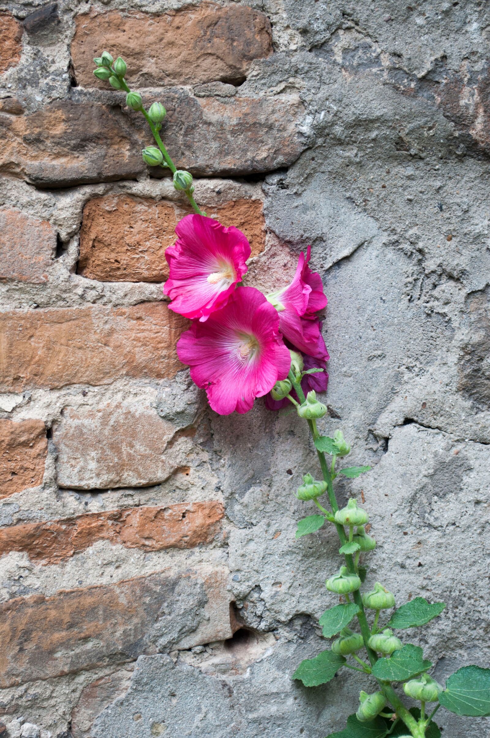 Nikon D5000 sample photo. Flower, pink, contrast photography