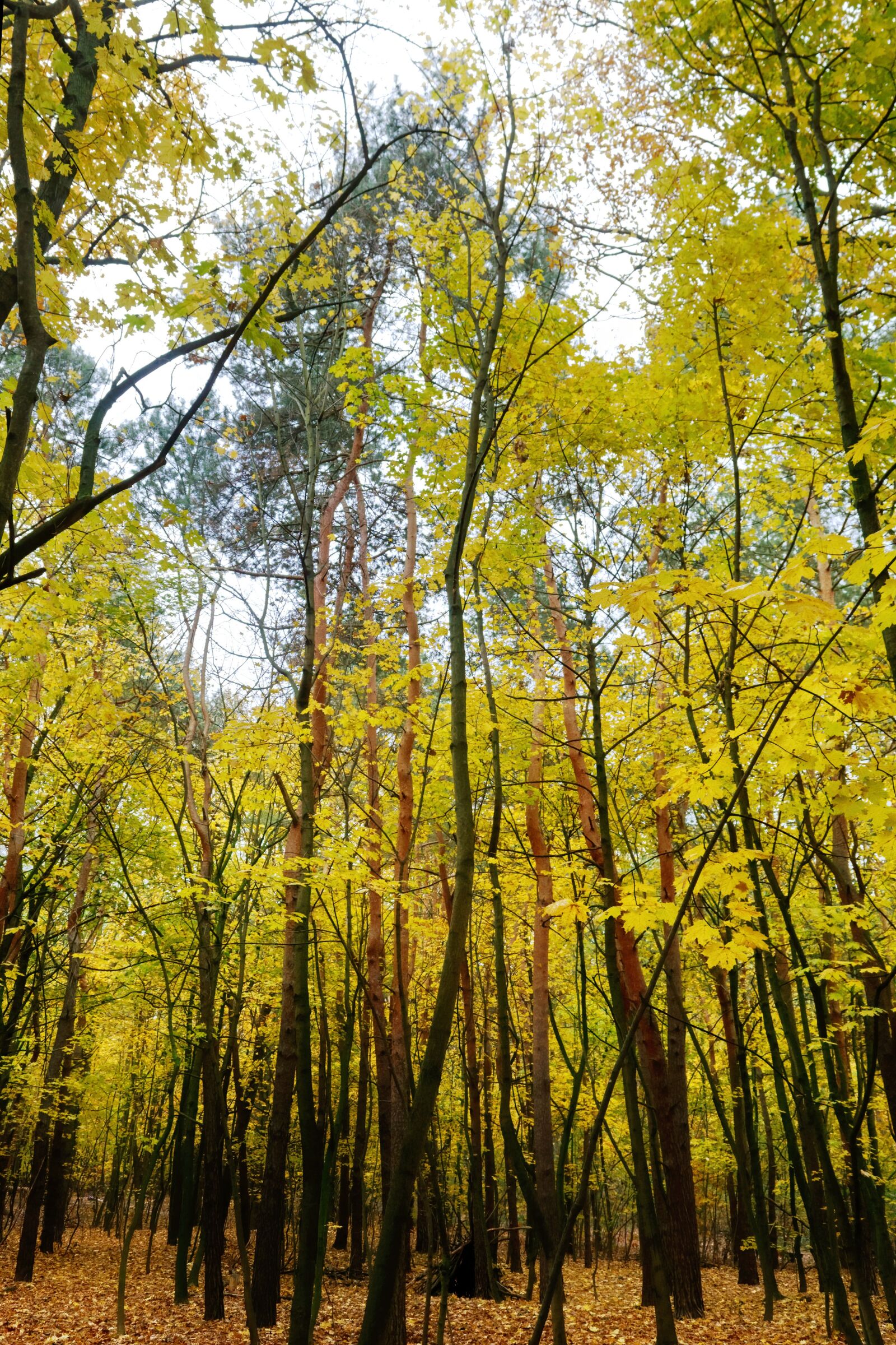 Nikon D3100 sample photo. Forest, autumn, nature photography