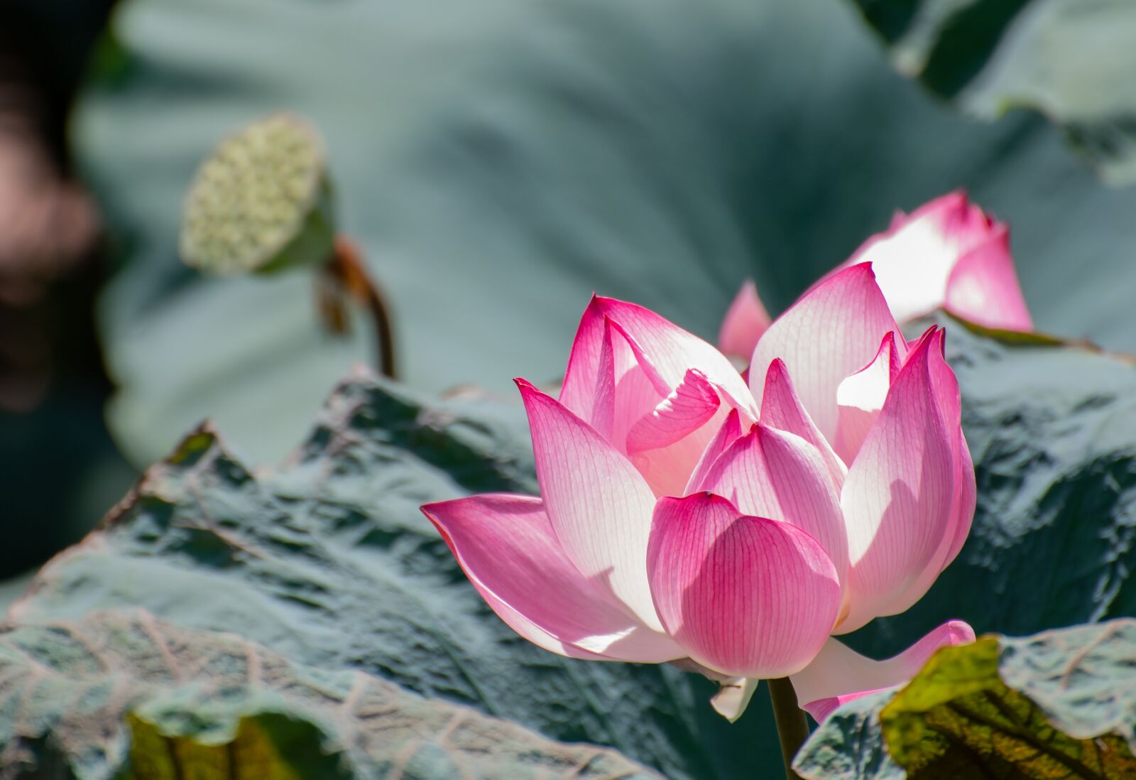 Nikon D850 sample photo. Lotus, lotus flowers, flower photography