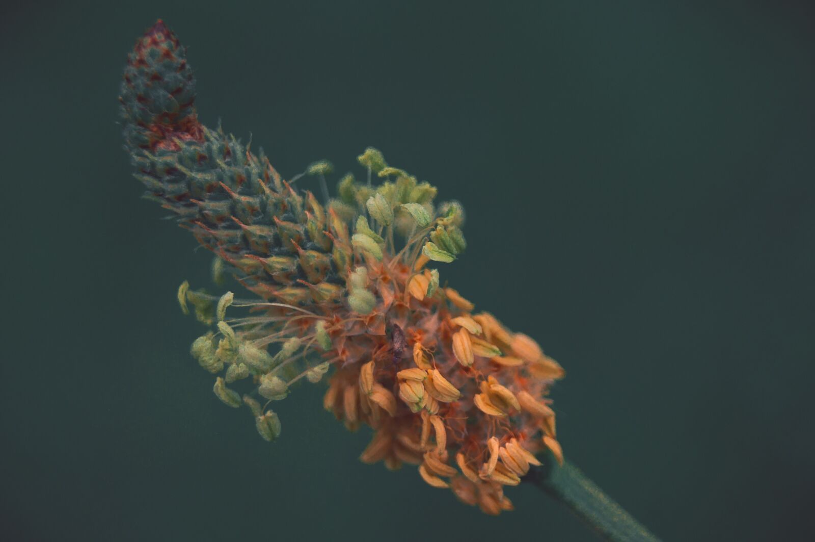 Sony SLT-A37 sample photo. Plant, green, flower photography