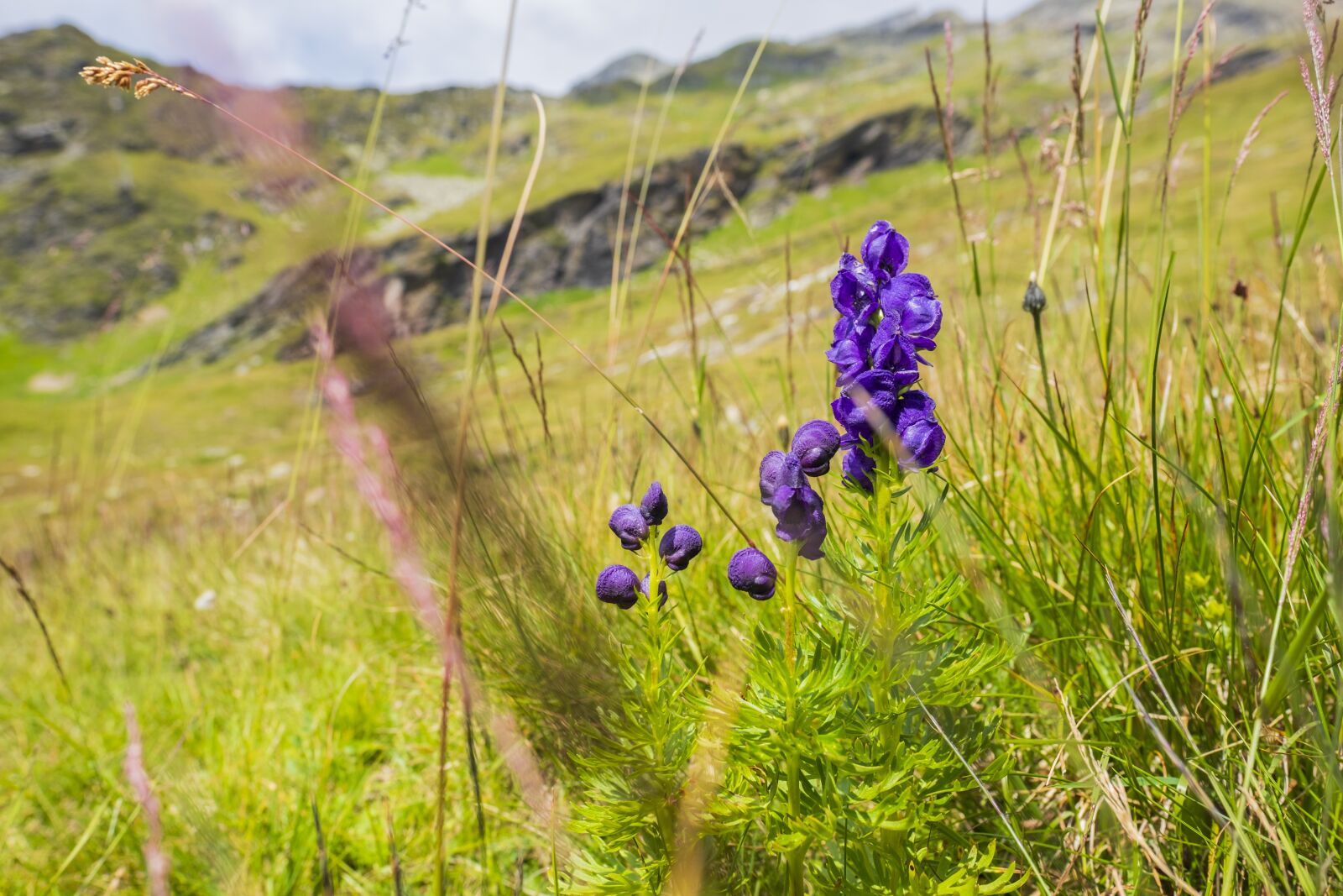 Fujifilm X-T2 sample photo. Blue aconite, monkshood, hanenfuß photography