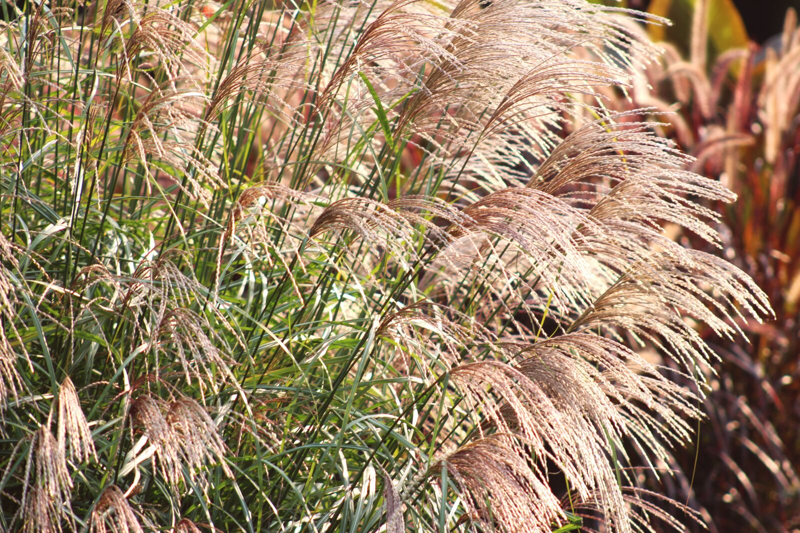Canon EF 75-300mm f/4-5.6 USM sample photo. Nature, grass, decorative photography