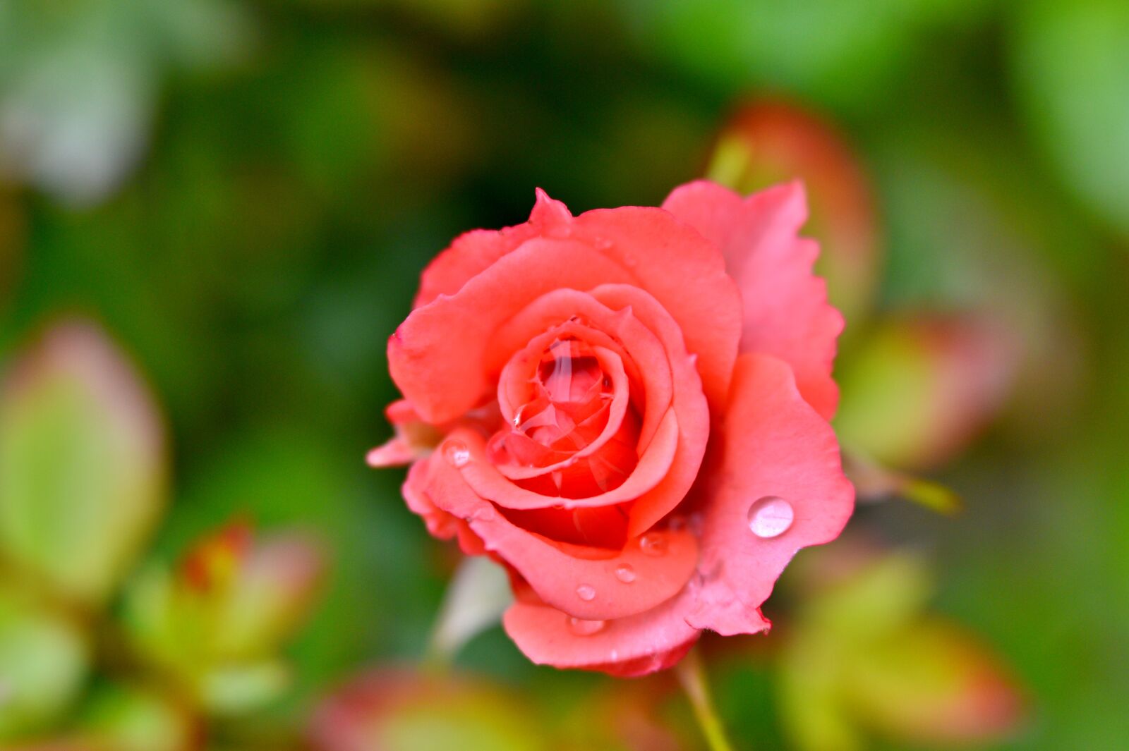 Nikon D600 sample photo. Rose, pink, flowers photography