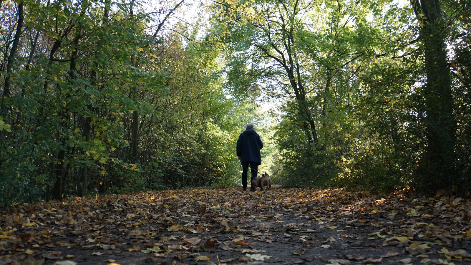 Sony a6000 + Sony E 18-200mm F3.5-6.3 OSS LE sample photo. Background, autumn, walk in photography