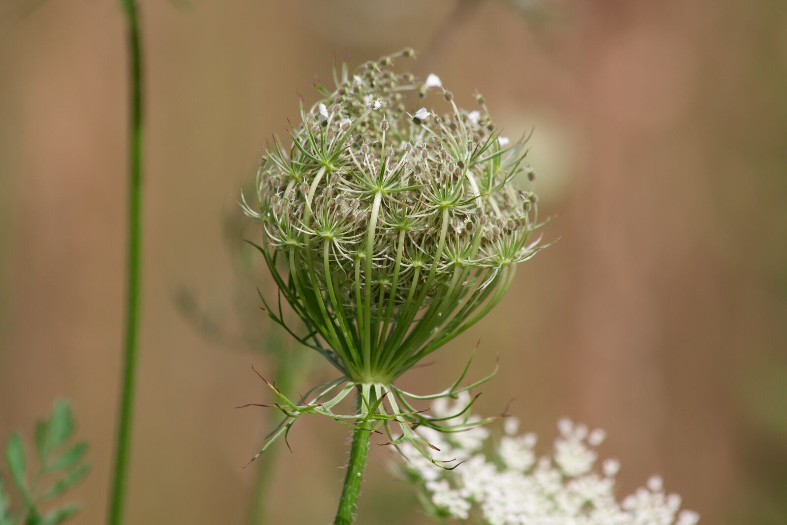 Canon EOS 50D sample photo. Meadows-yarrow, achillea millefolium, faded photography