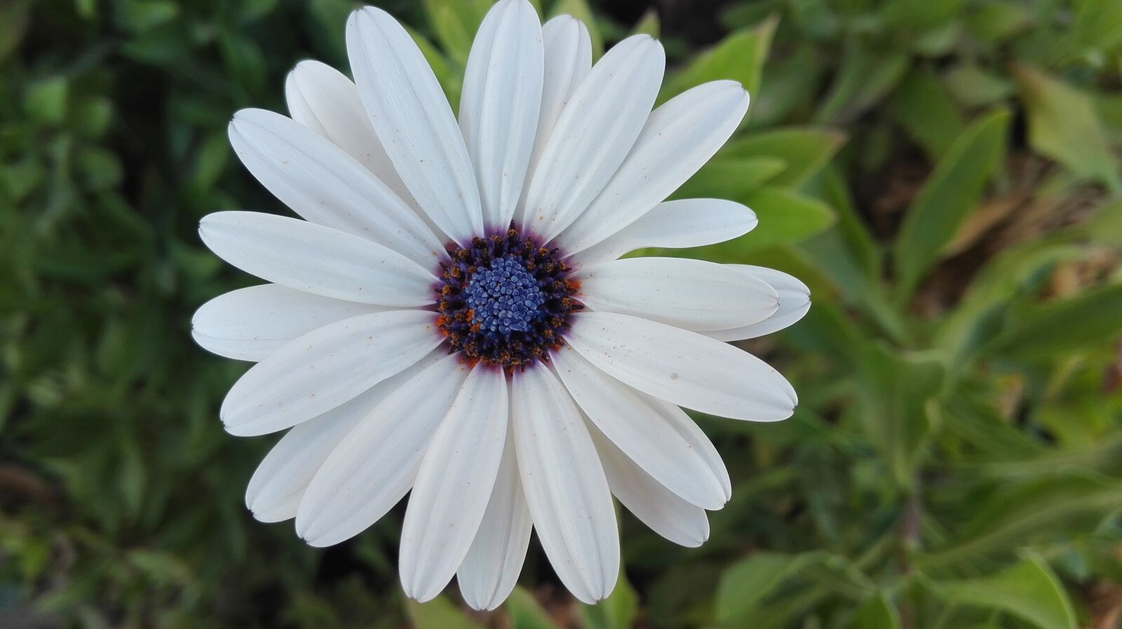 HUAWEI P8 Lite sample photo. Flower, white, beautiful photography