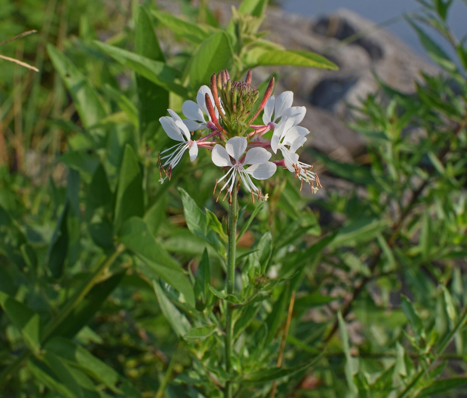 Nikon D3300 sample photo. White gaura, butterfly flower photography