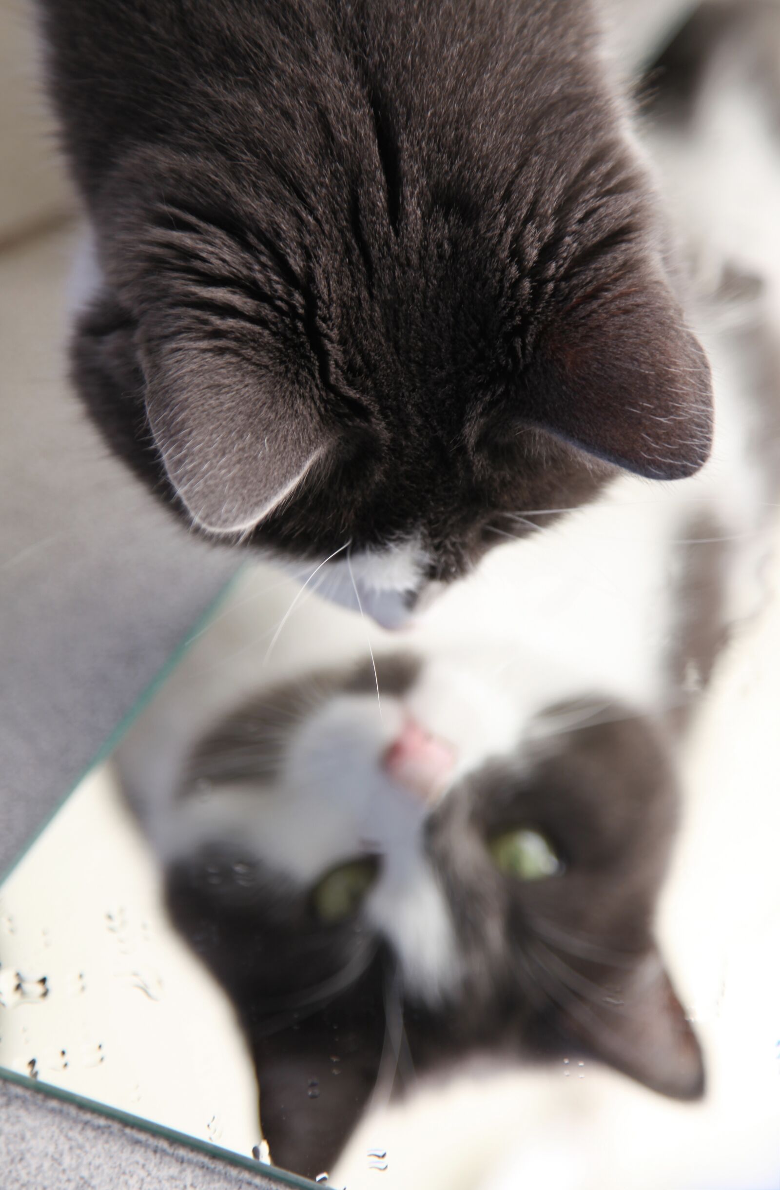 Canon EOS 5D Mark II sample photo. Funny, weird, cat photography
