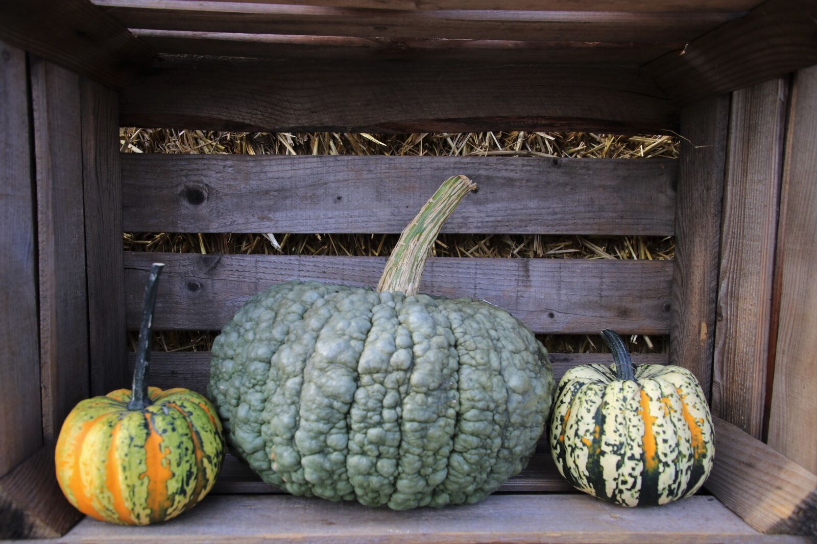 Canon EOS 80D sample photo. Pumpkins, tasty, autumn photography