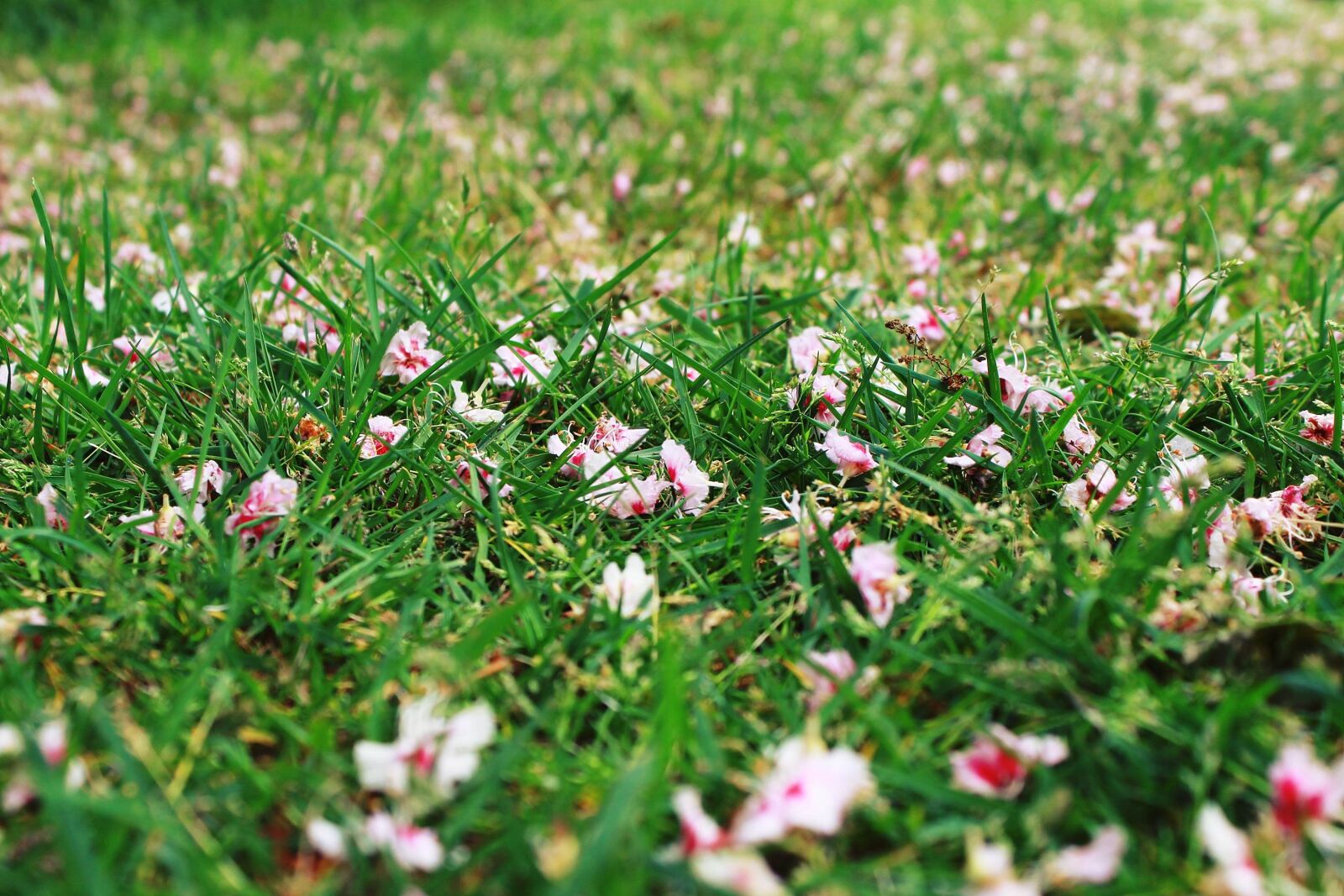 Canon EOS 1200D (EOS Rebel T5 / EOS Kiss X70 / EOS Hi) sample photo. Grass, meadow, flowers photography