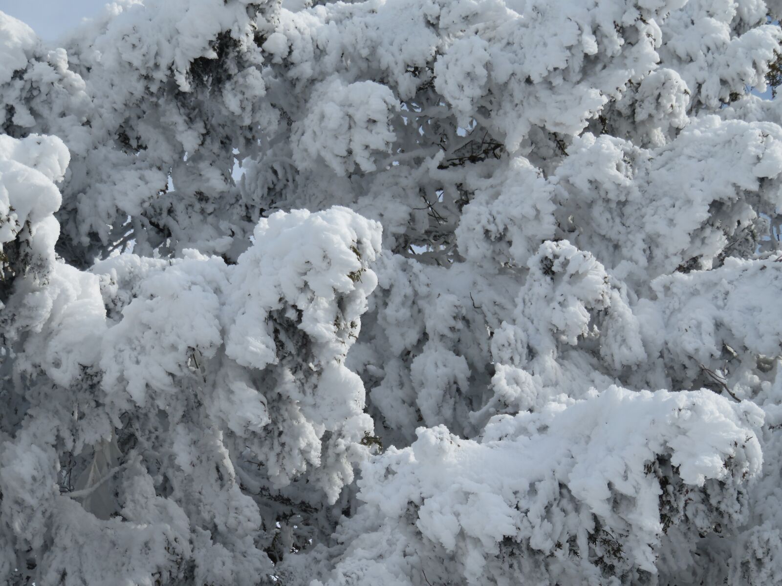 Canon PowerShot SX710 HS sample photo. Natural, cold, cover photography