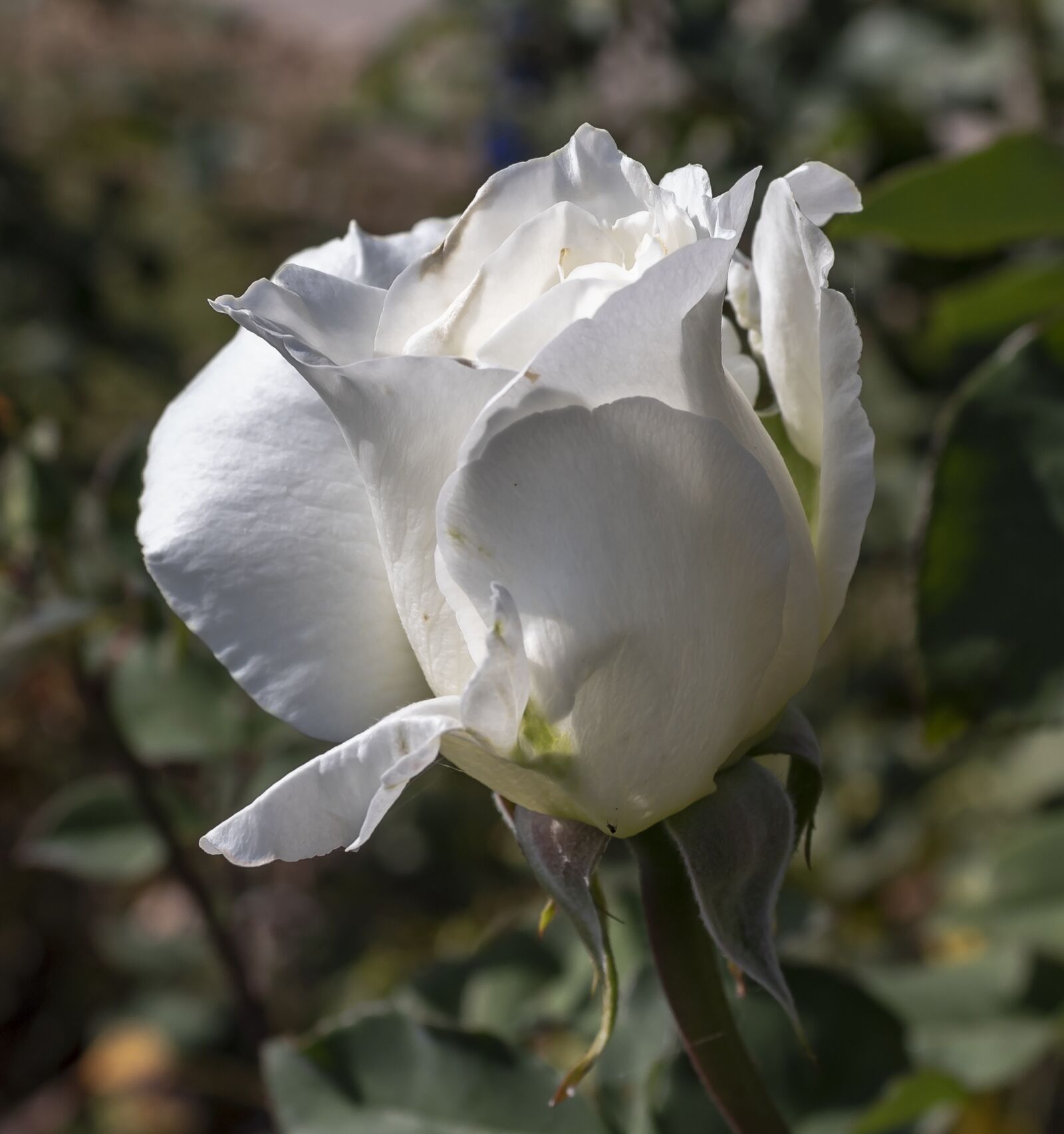 Canon EOS 1300D (EOS Rebel T6 / EOS Kiss X80) sample photo. Rose, flower, white photography