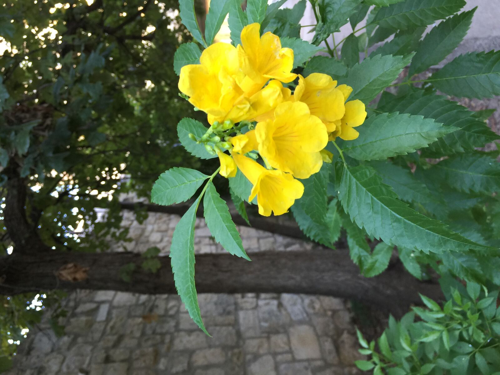 iPhone 6 Plus back camera 4.15mm f/2.2 sample photo