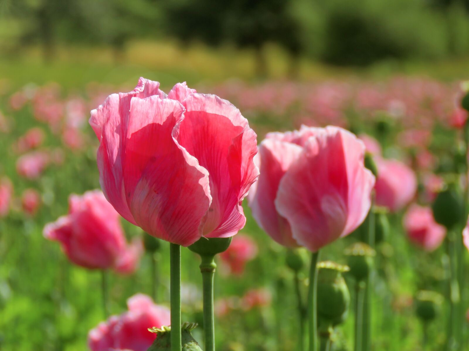 Canon PowerShot SX60 HS sample photo. Poppy, opium poppy, pink photography