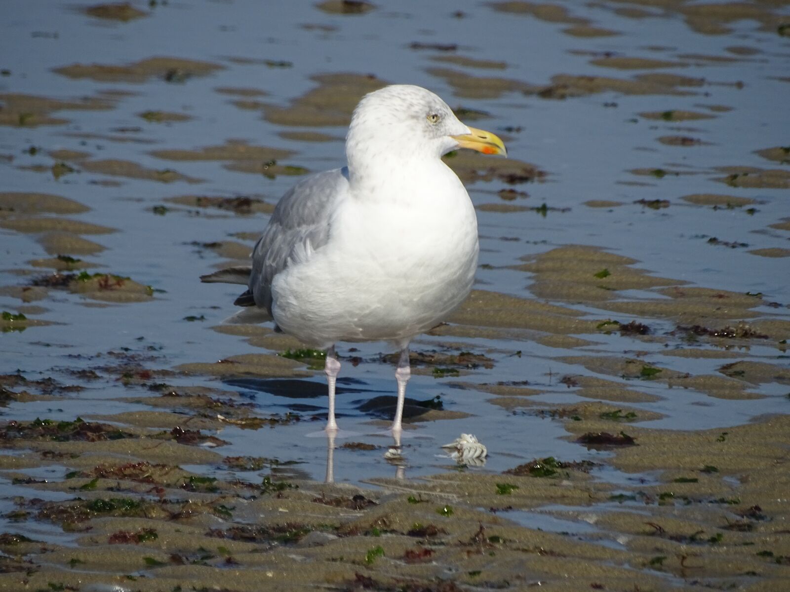 Sony Cyber-shot DSC-HX400V sample photo. Seagull, gull, sea photography