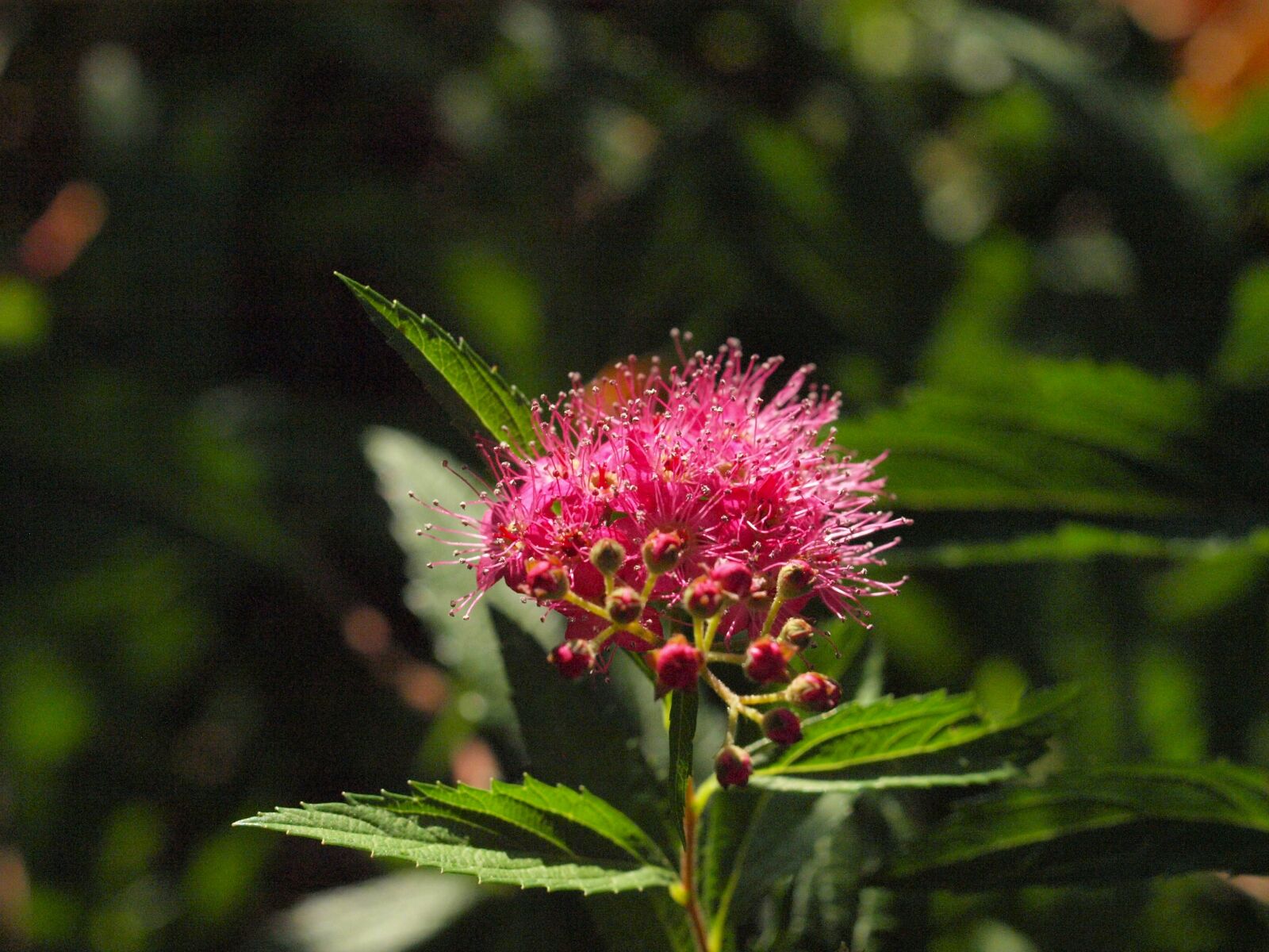 Olympus E-450 (EVOLT E-450) sample photo. Spiere, bush, blossom photography