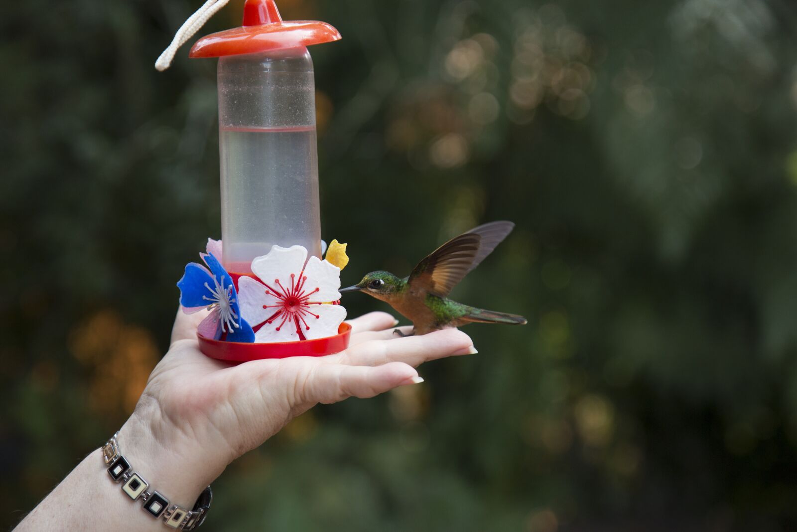 Canon EF 24-105mm F4L IS USM sample photo. Bird, hummingbird, nature photography