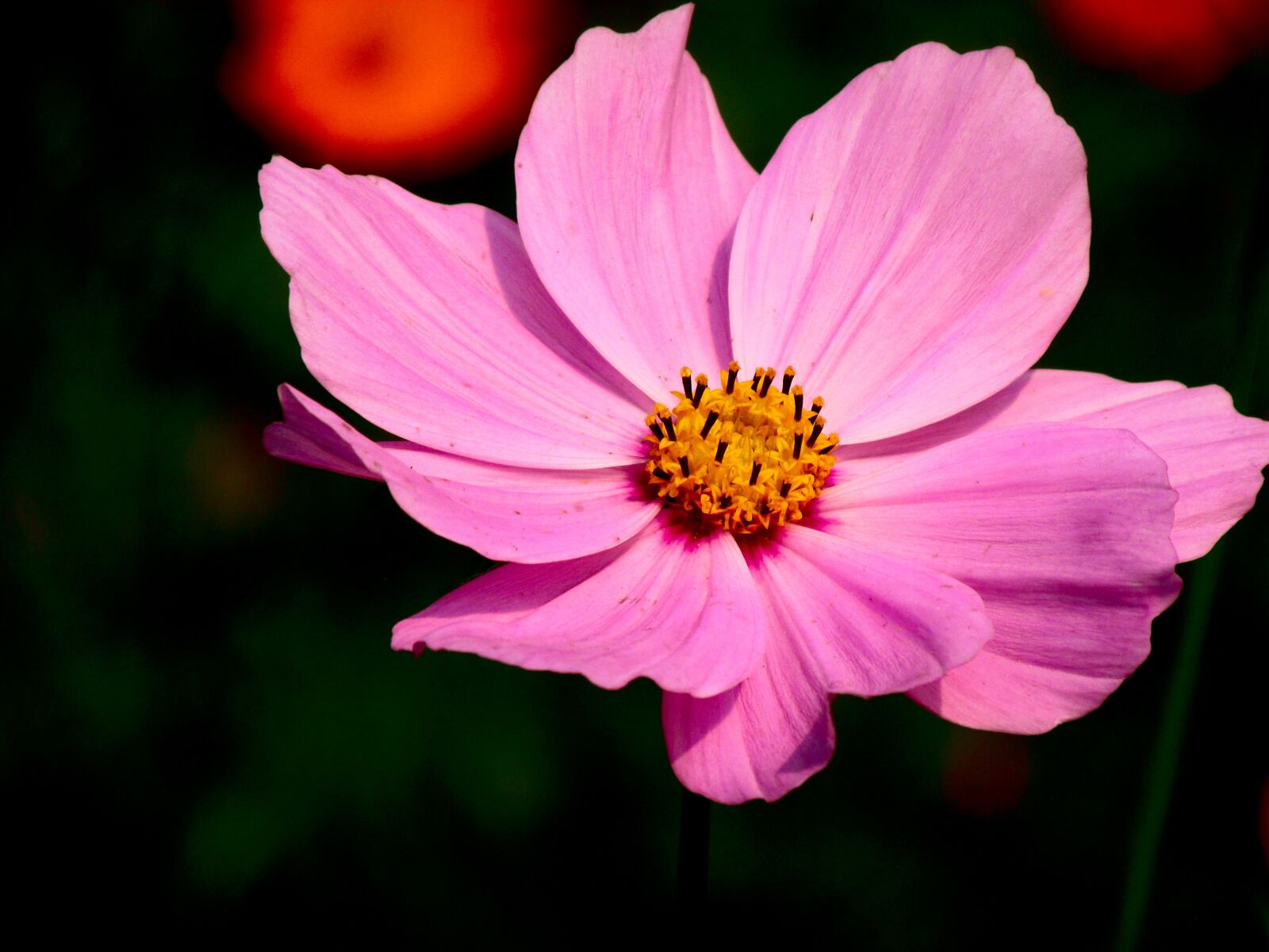 Canon PowerShot SX160 IS sample photo. Garden cosmos, flower, bloom photography