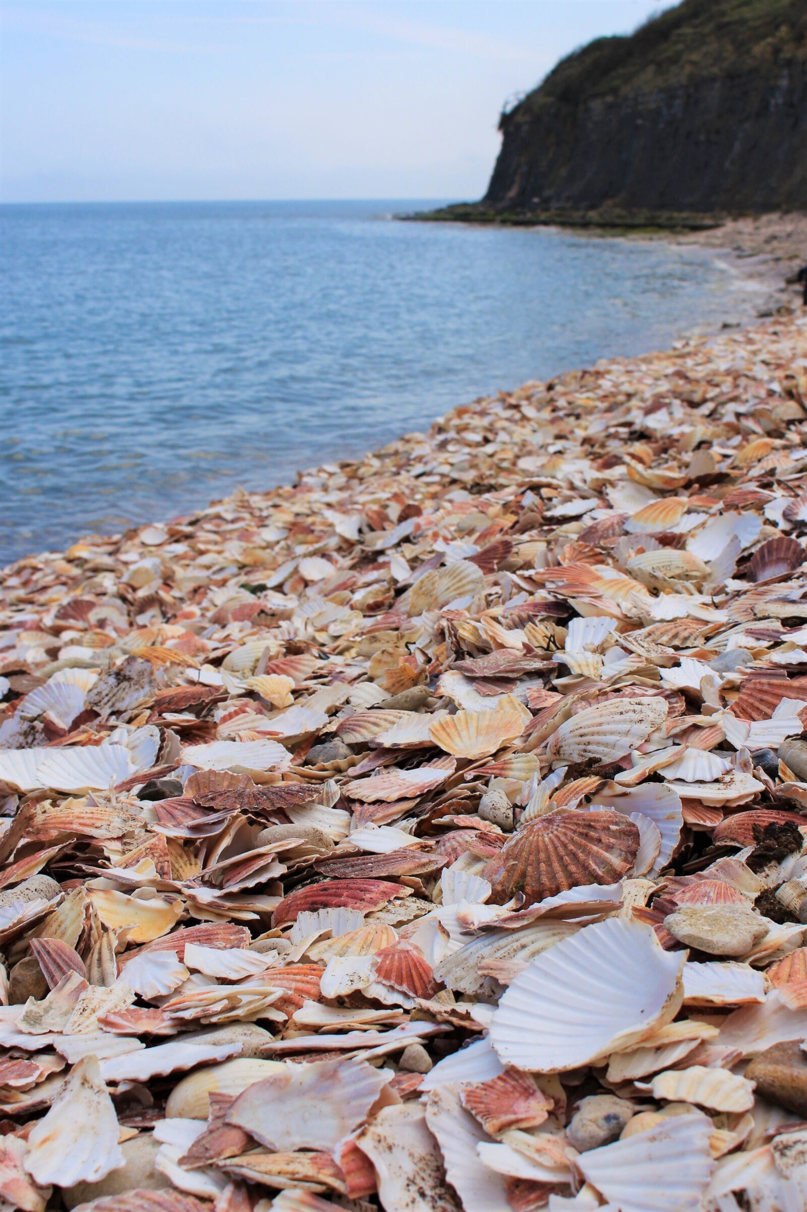 Canon EOS 700D (EOS Rebel T5i / EOS Kiss X7i) sample photo. Beach, clam shells, shells photography