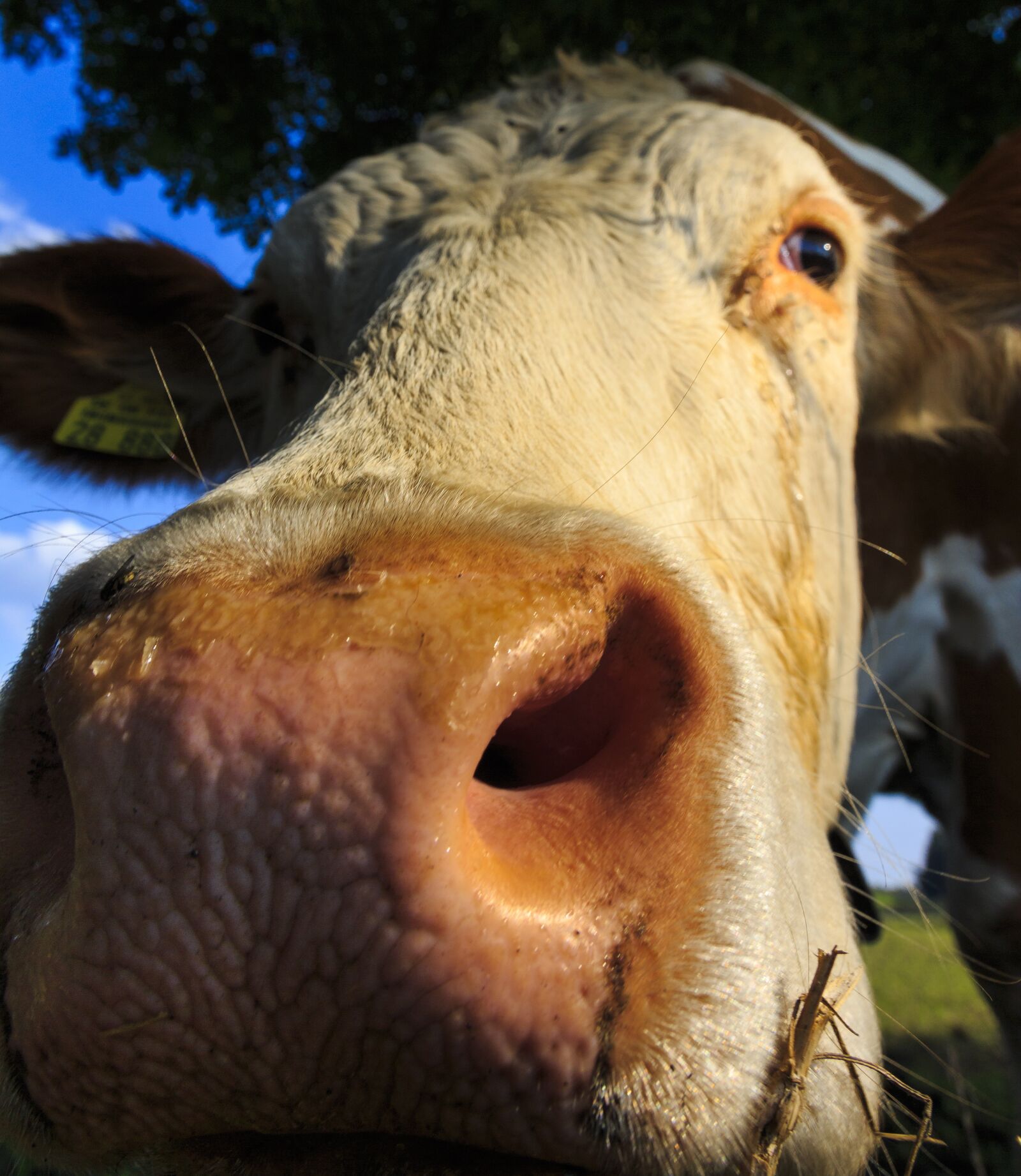 Canon EOS 650D (EOS Rebel T4i / EOS Kiss X6i) sample photo. Kuhschnauze, close up, beef photography