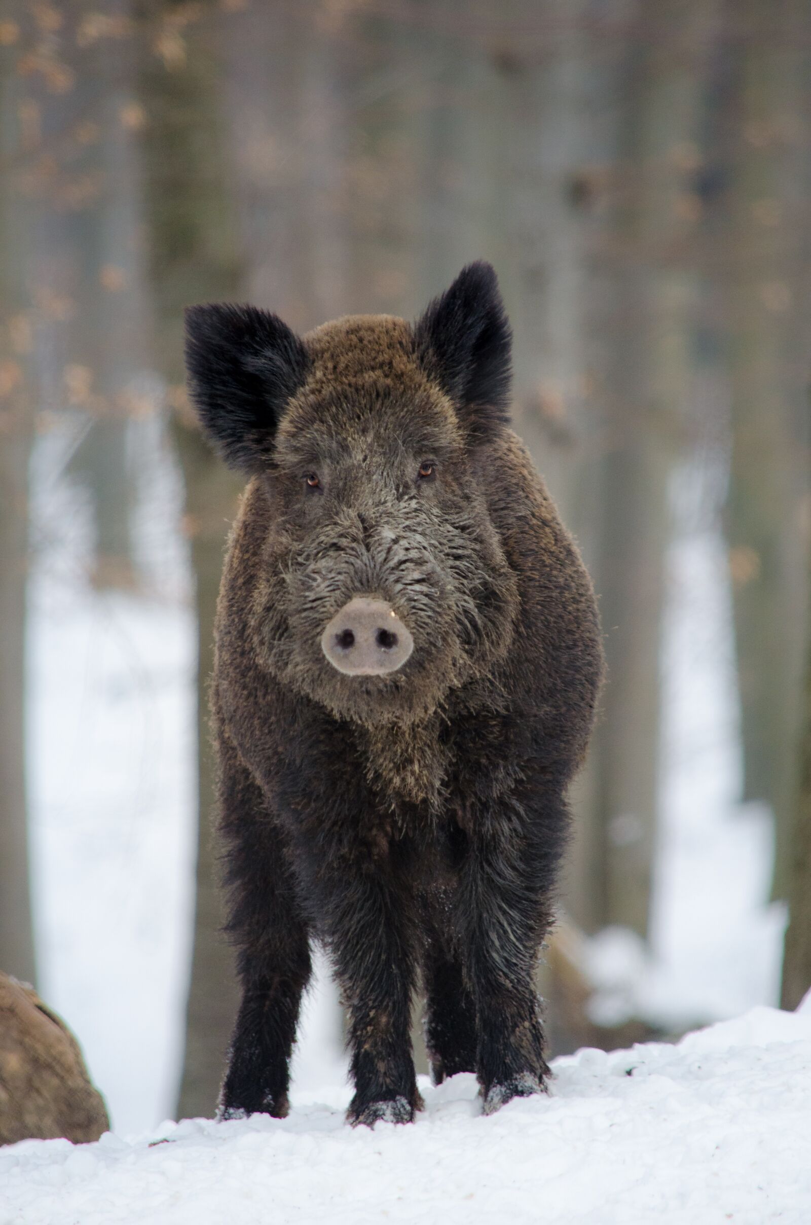 Nikon D5100 sample photo. Boar, animal, forest photography