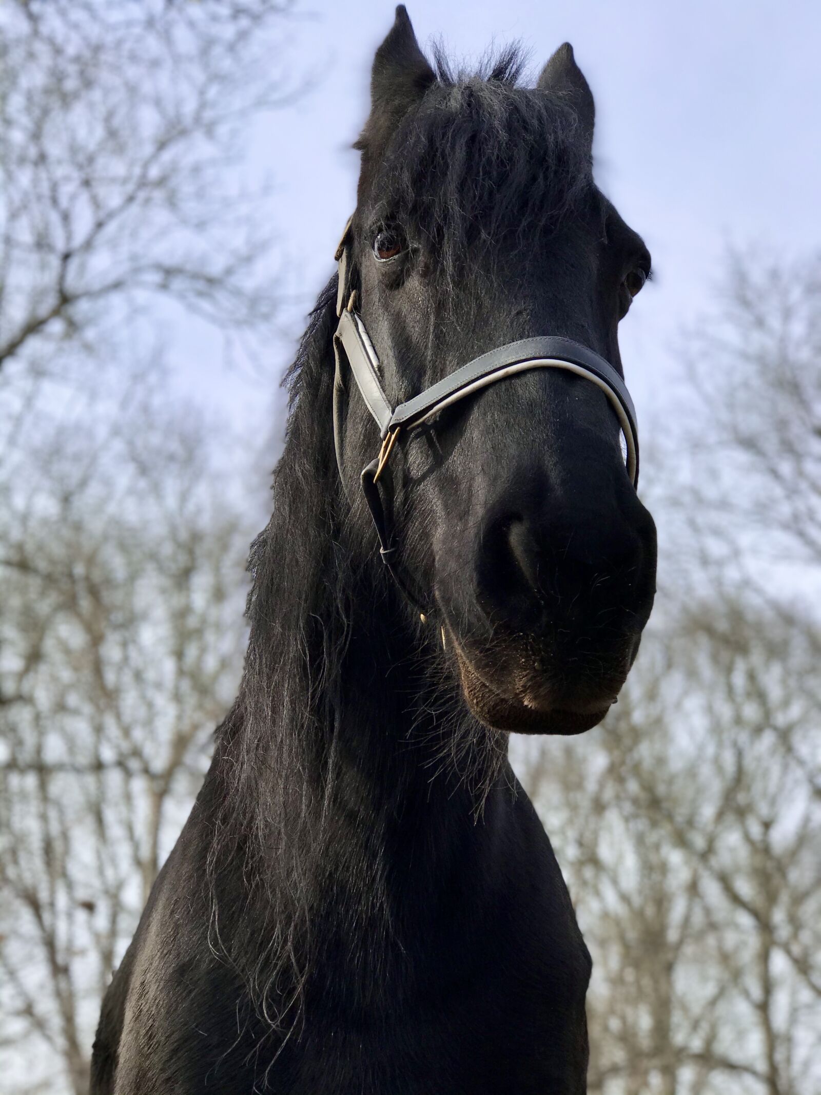 Apple iPhone 7 Plus sample photo. Black horse, friesian horse photography