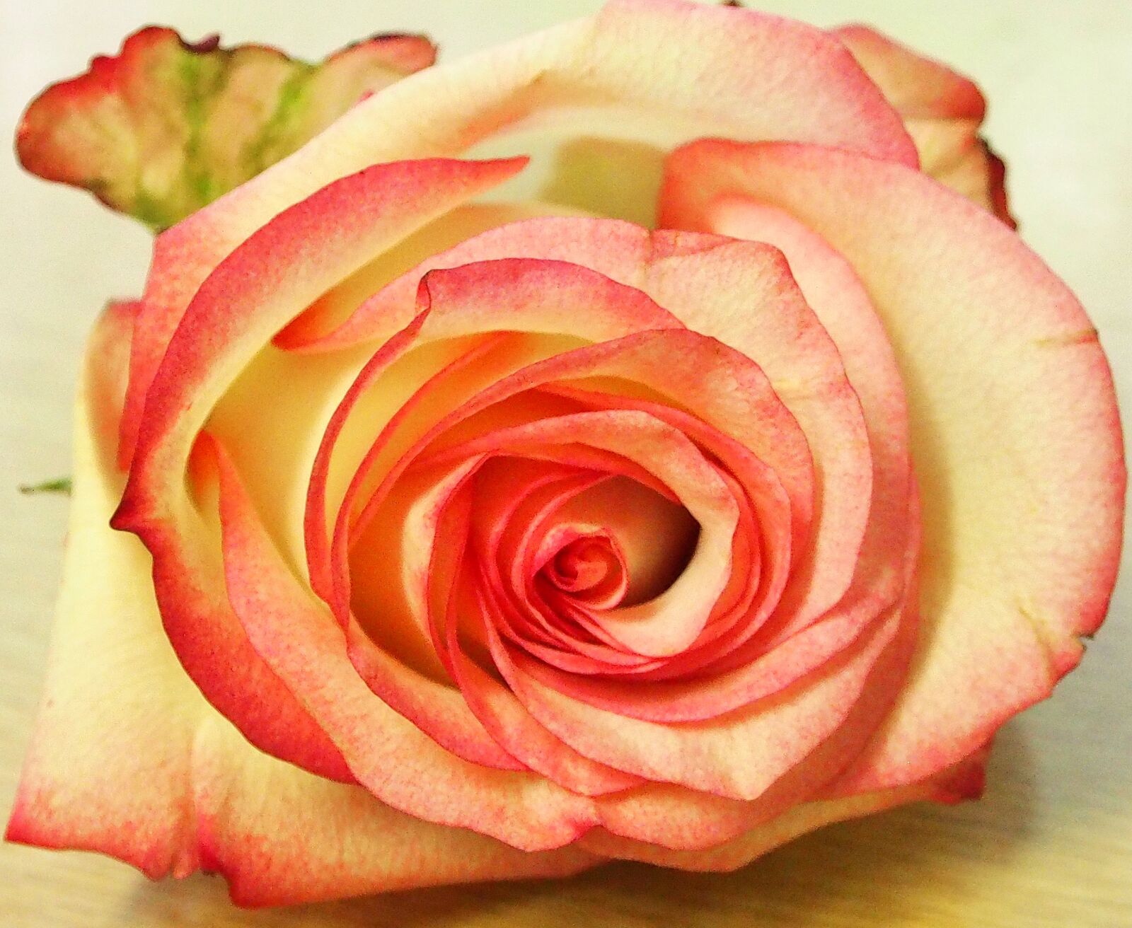 Olympus OM-D E-M5 sample photo. Rose, white pink, schnittblume photography