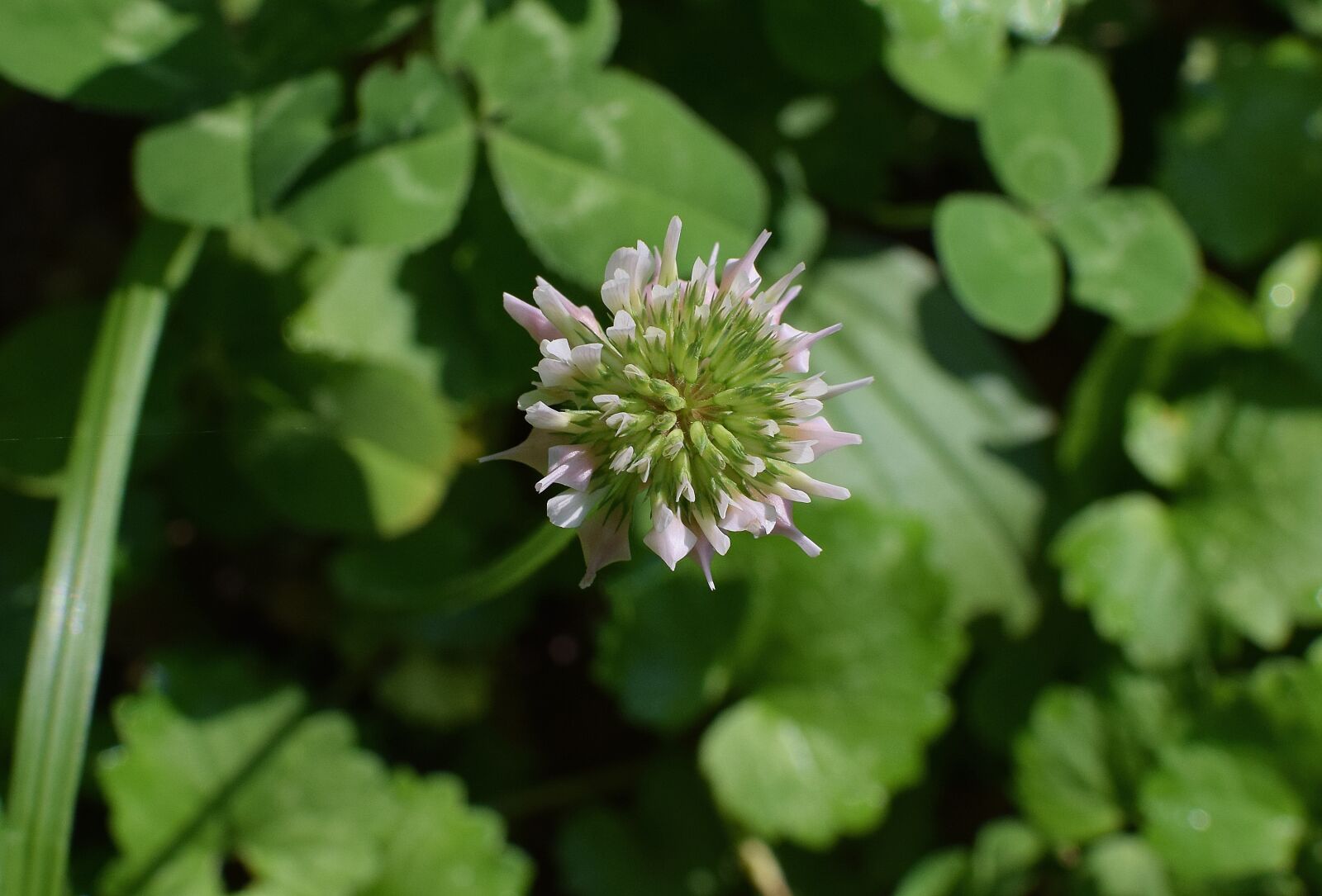 Nikon D3300 sample photo. Pink clover, blossom, bloom photography