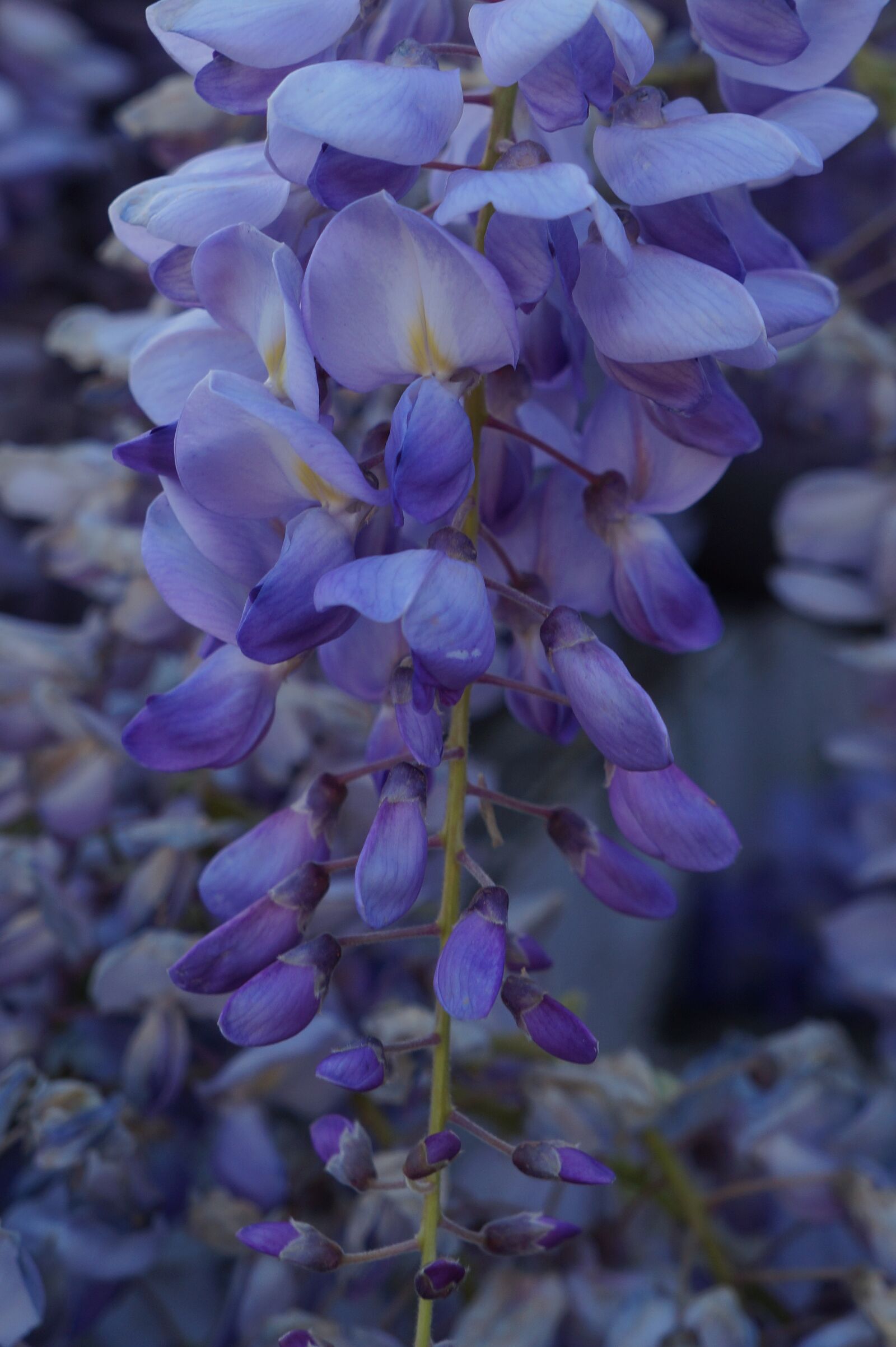 Sony Alpha a3000 sample photo. Glycine, flower, violet photography