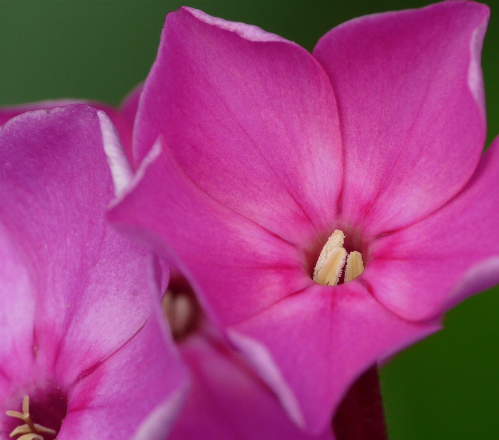 Panasonic DMC-FZ18 sample photo. Macro, flower, close up photography
