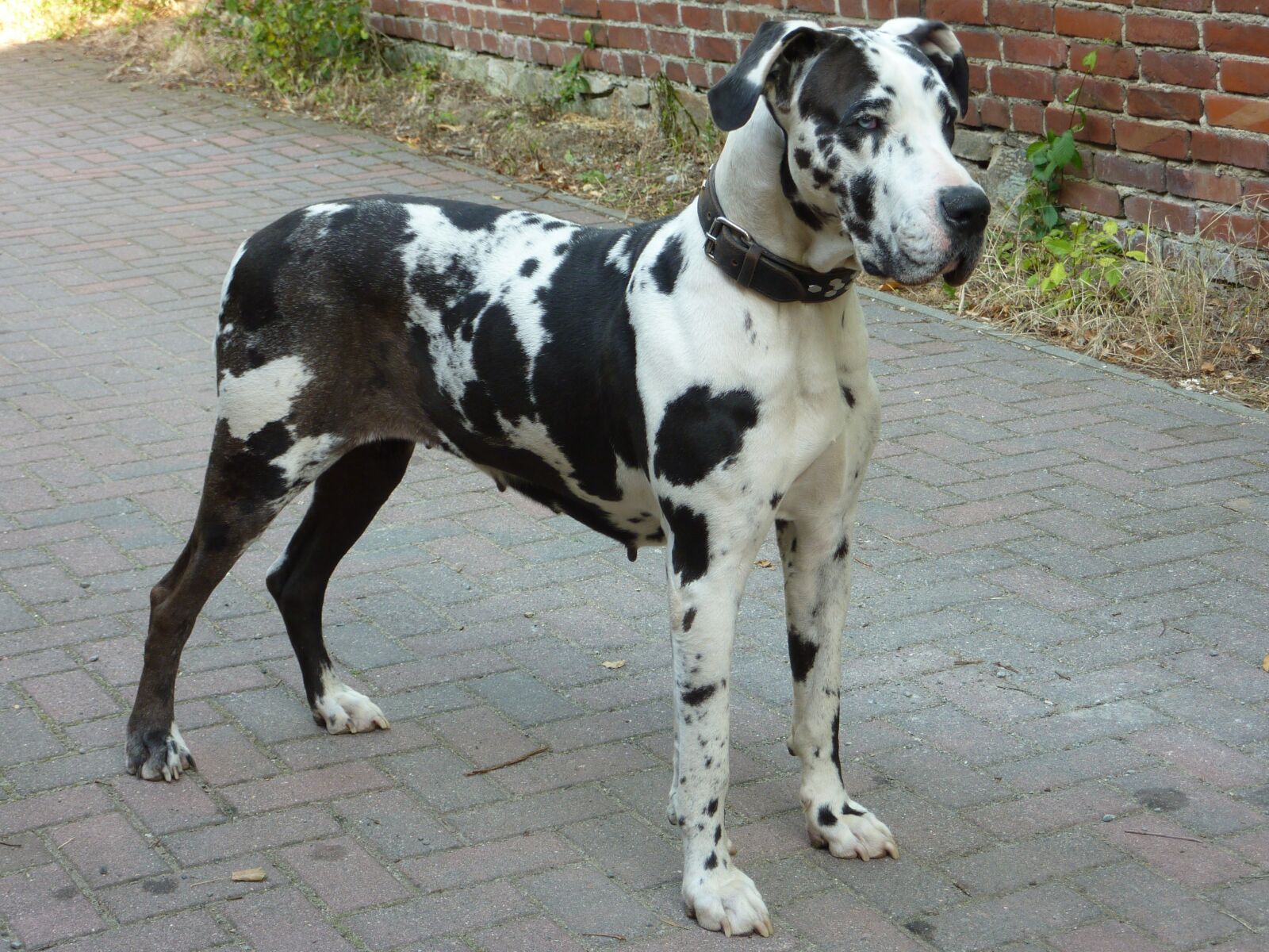 Panasonic DMC-TZ7 sample photo. Bitch, great dane, dog photography