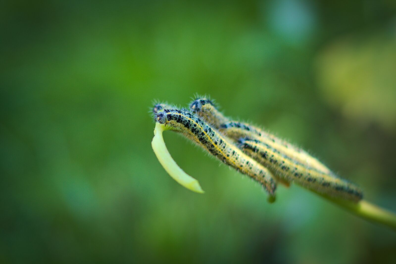 Pentax K-70 sample photo. Nature, animal world, track photography