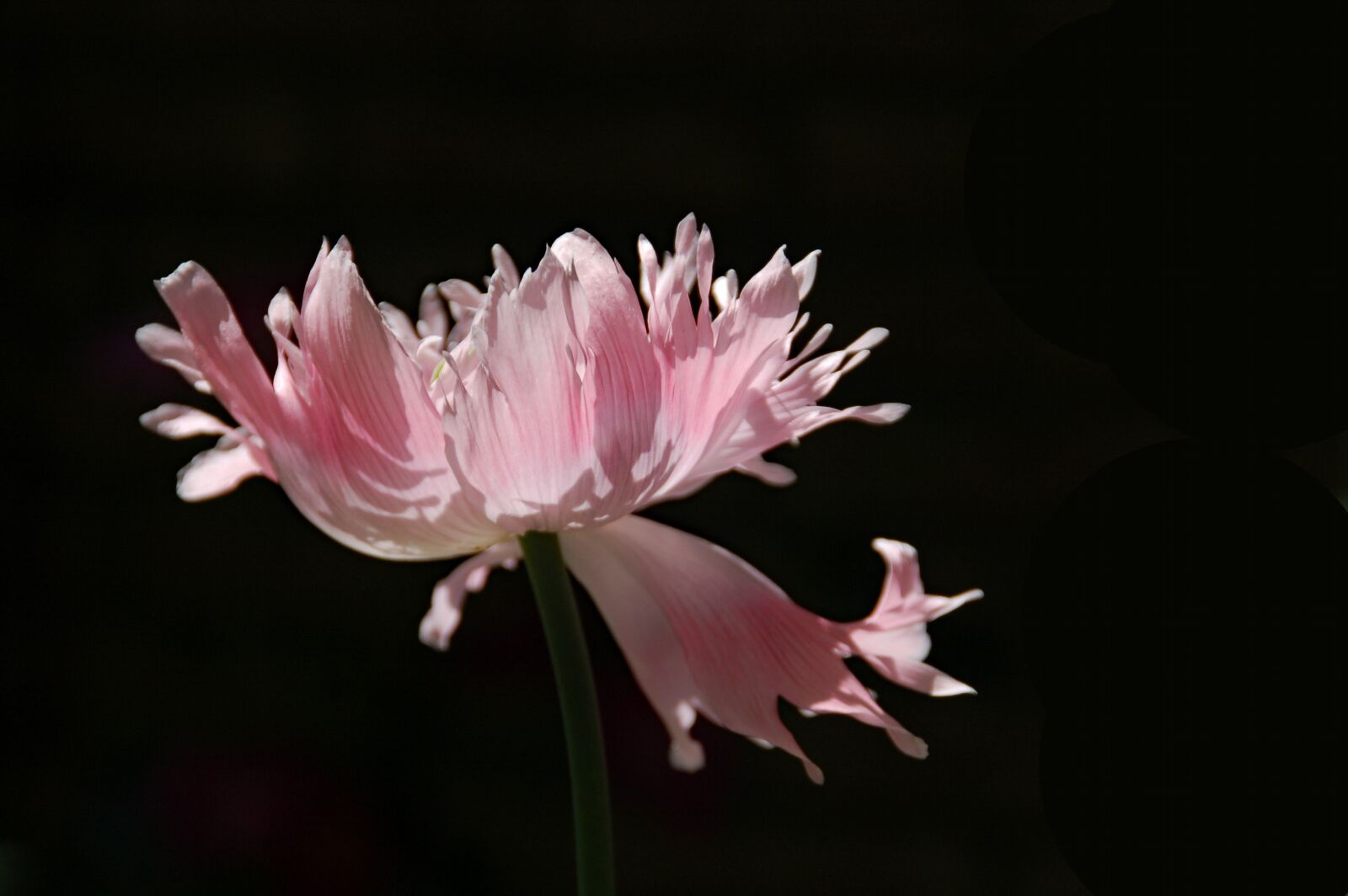 Nikon D50 sample photo. Pink, flower, bloom photography