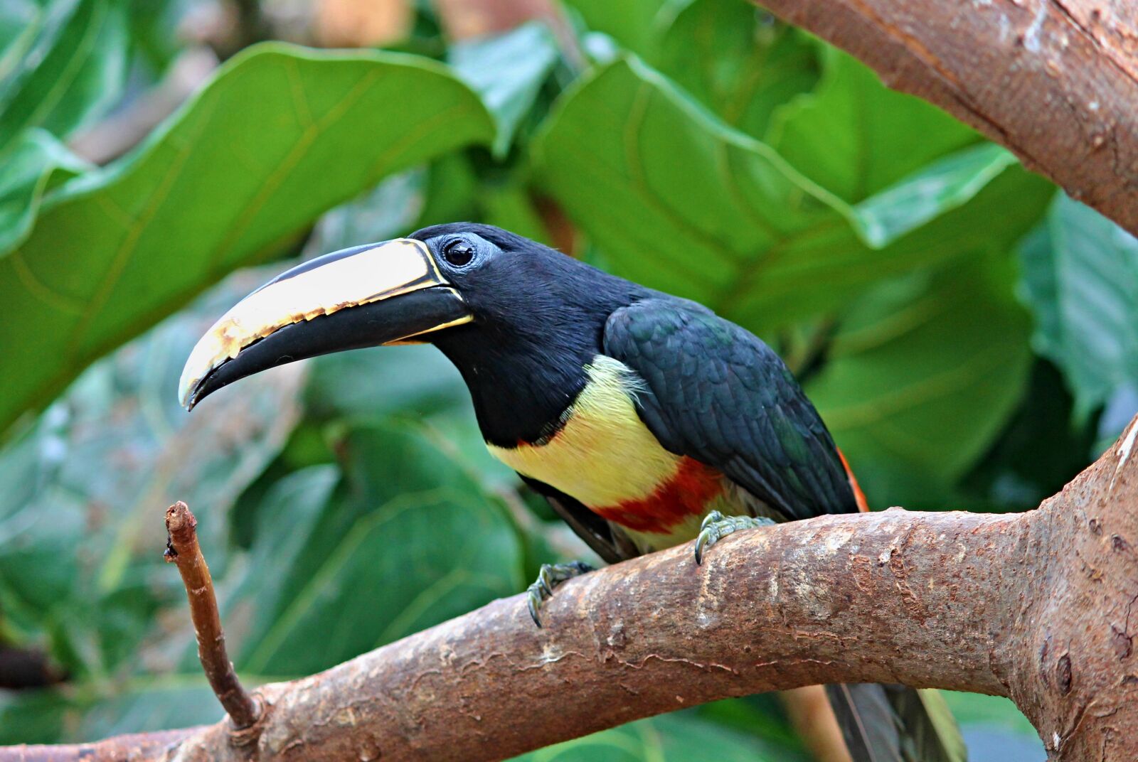 Canon EOS 1100D (EOS Rebel T3 / EOS Kiss X50) sample photo. Toucan, black macaws sari photography