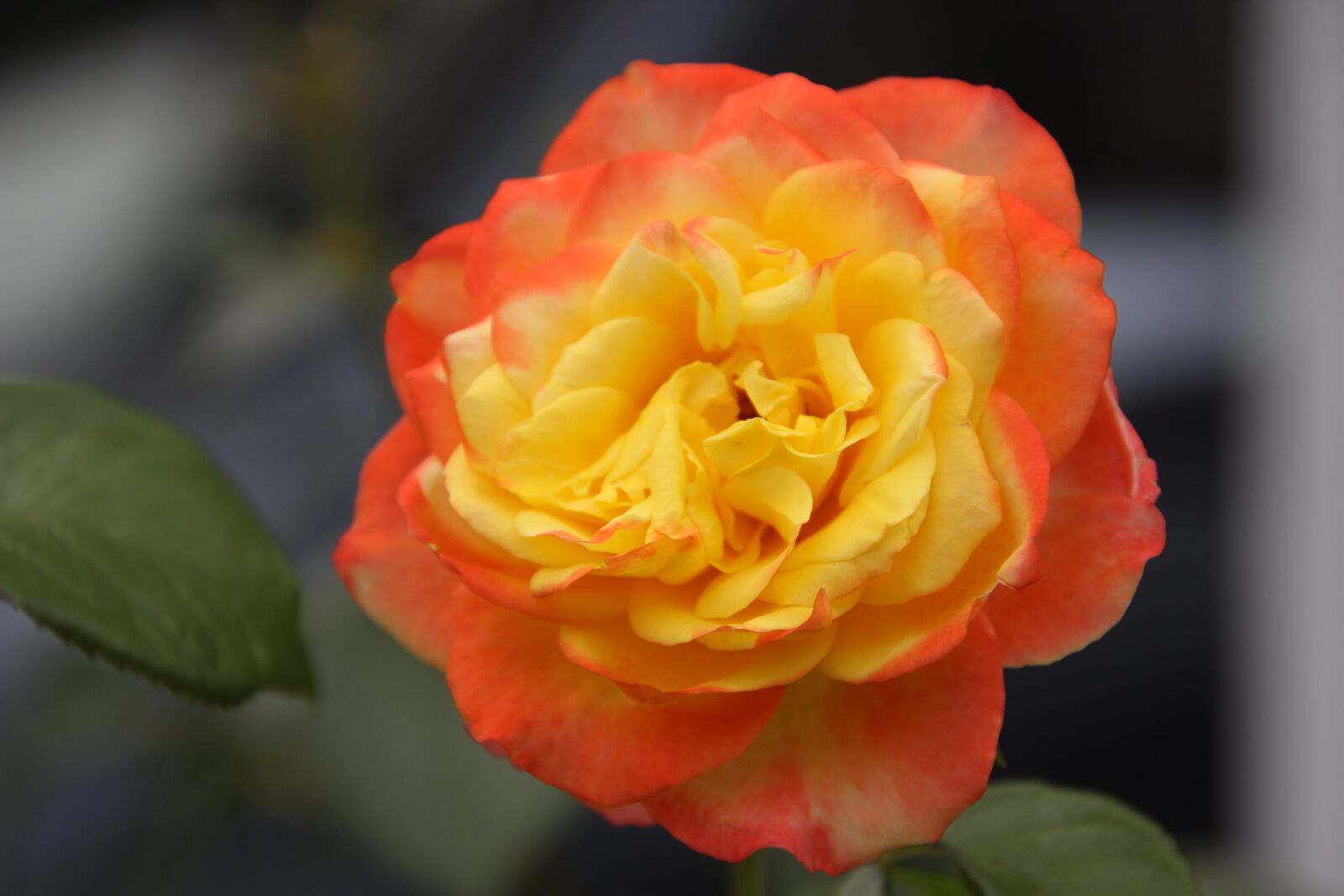 Canon EOS 600D (Rebel EOS T3i / EOS Kiss X5) sample photo. Roses, yellow rose, yellow photography