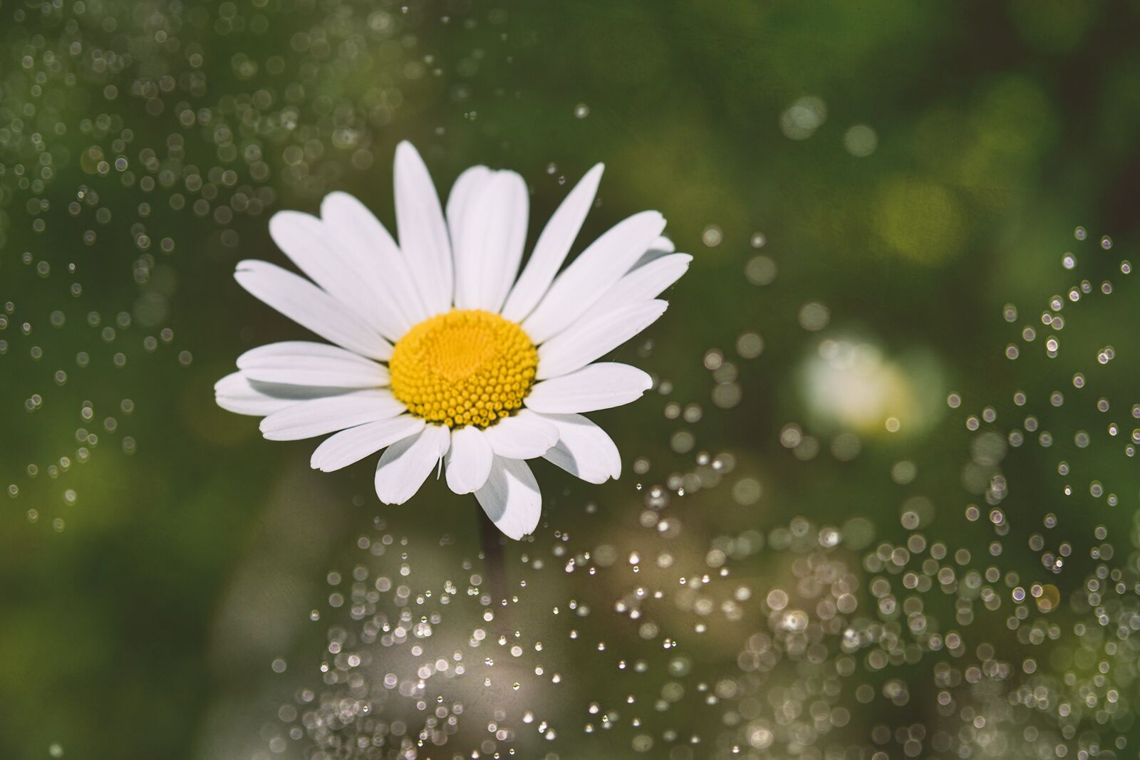 Nikon D7100 sample photo. Marguerite, flower, white photography