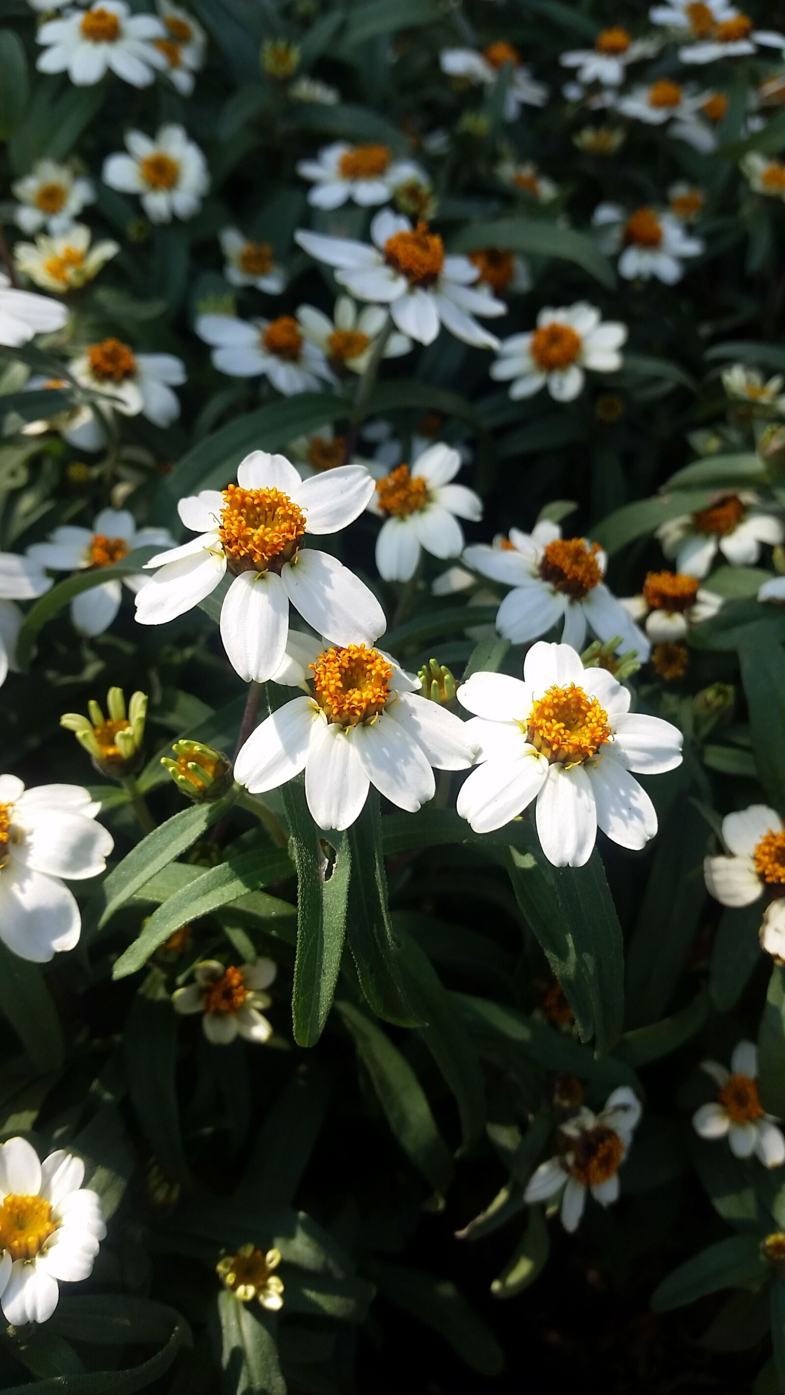 Samsung Galaxy S5 sample photo. Garden, color, flower photography
